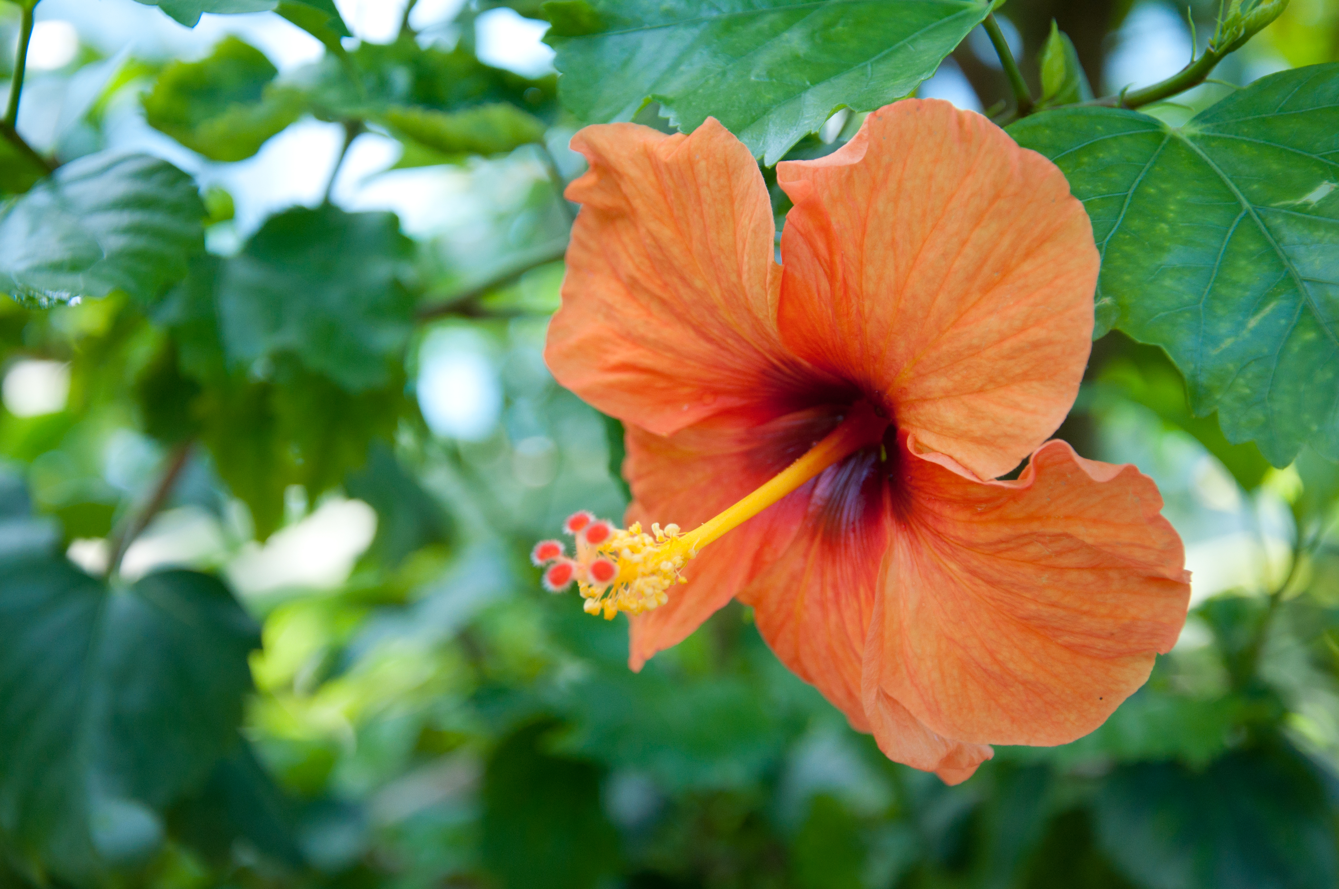 Orange hibiscus tropical flower photo