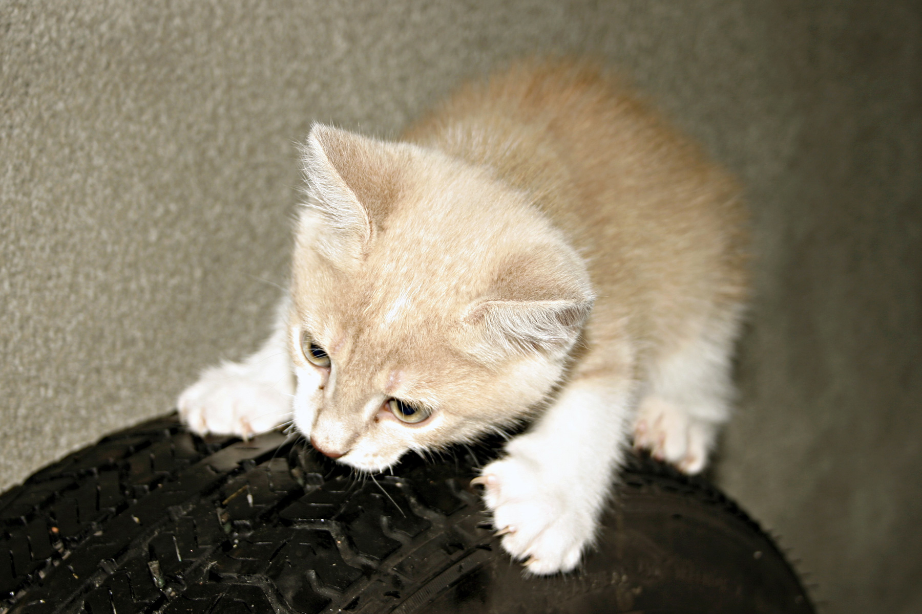 Orange kitten photo