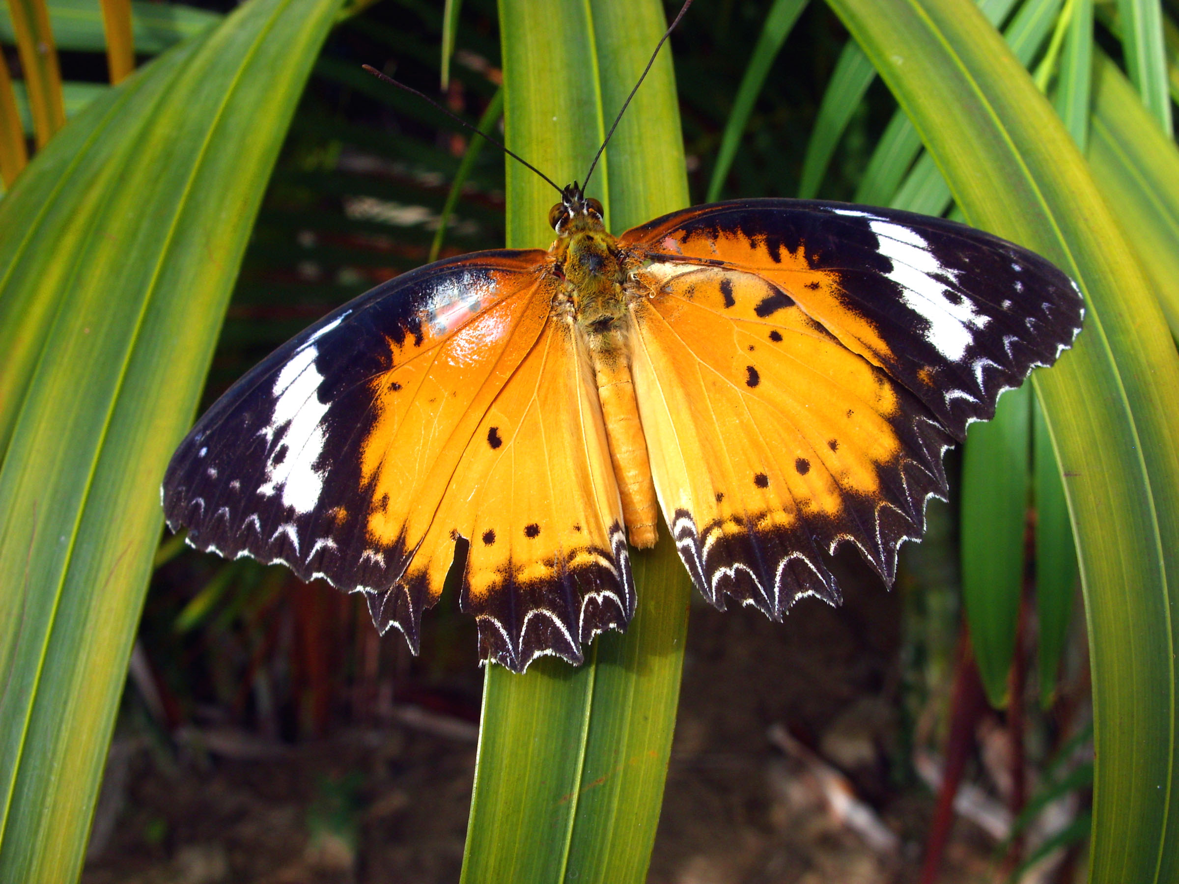 Orange lacewing butterfly photo