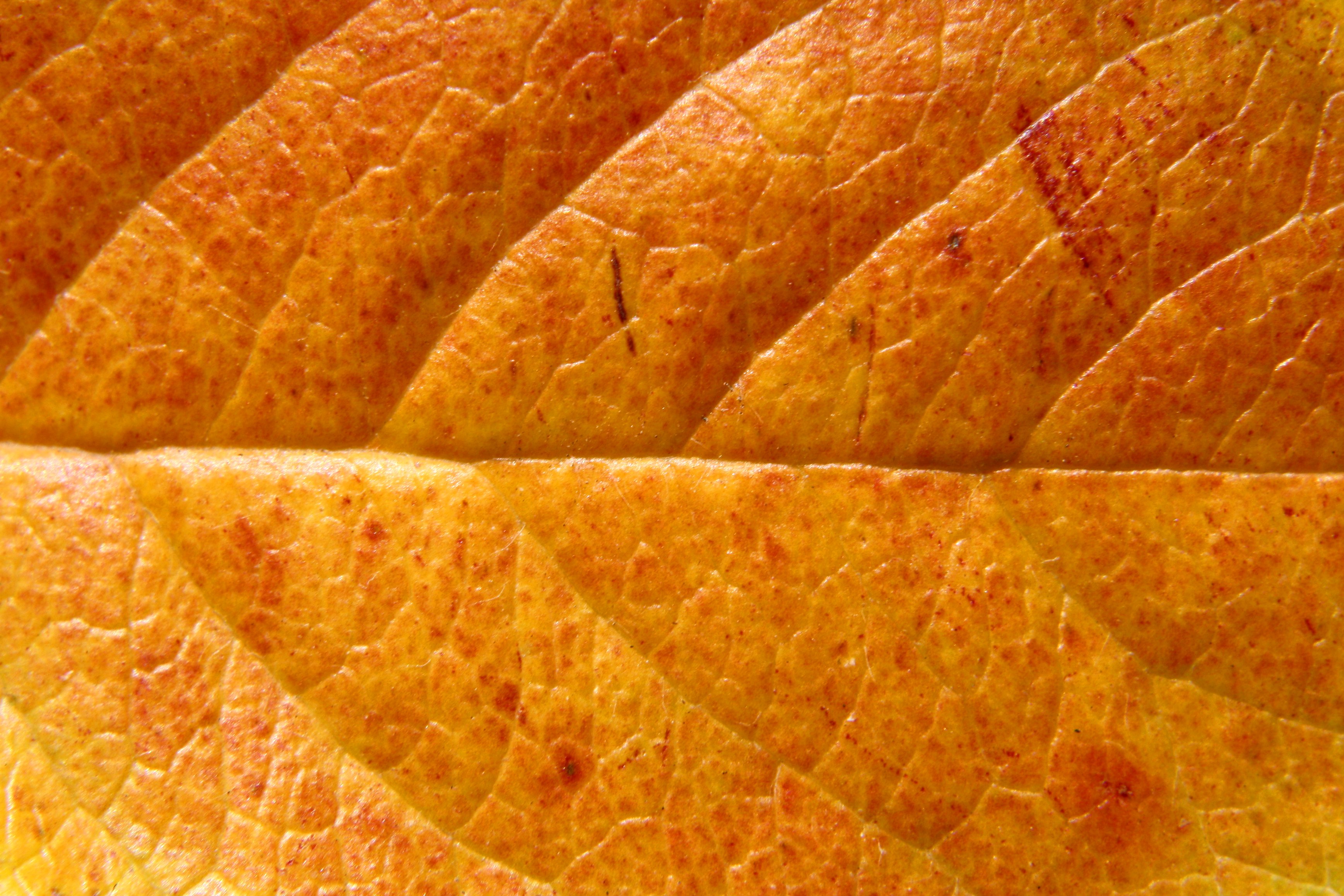 Orange Leaf Close Up Texture Picture | Free Photograph | Photos ...