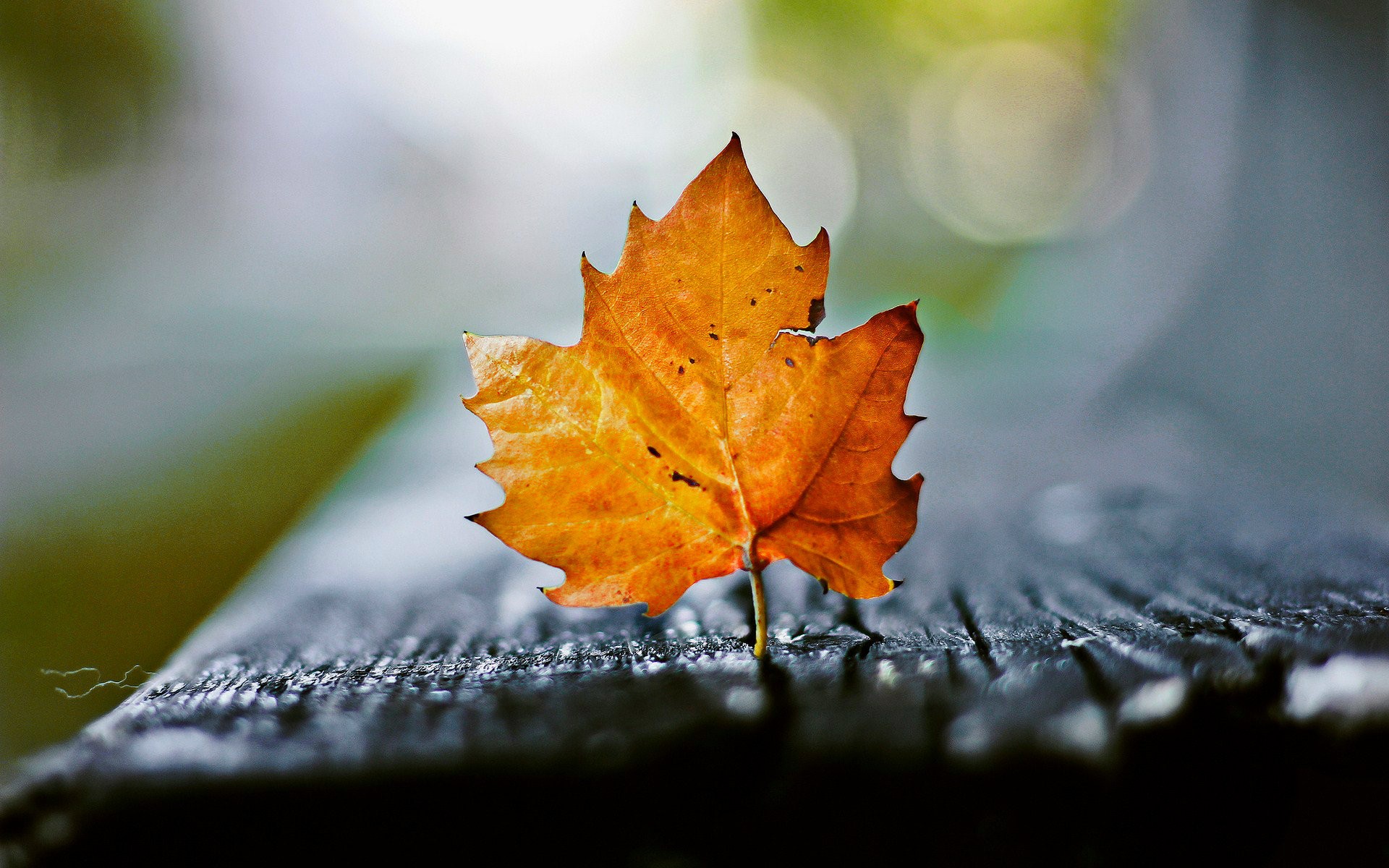 Other: Leaf Macro Bokeh Fall Autumn Orange Wood Single Picture ...