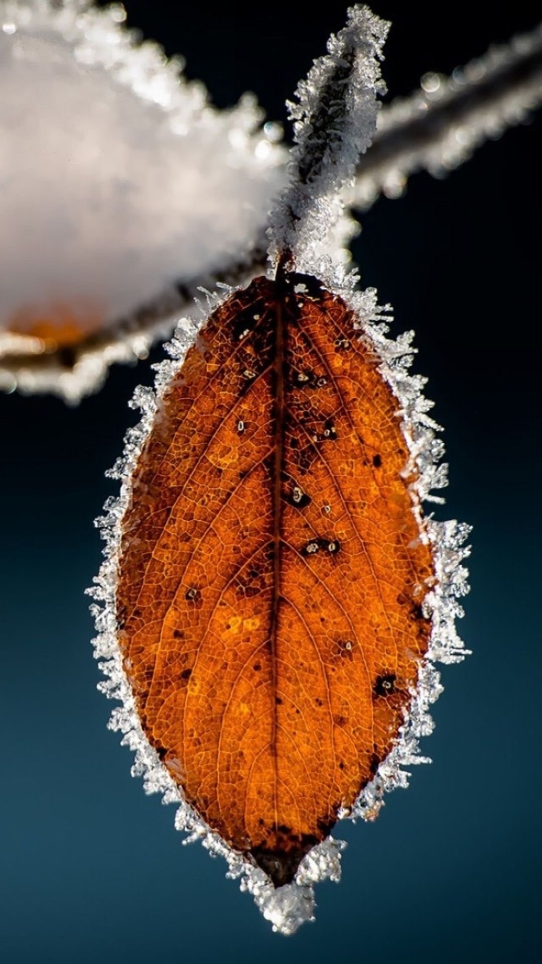 Winter - Icy Leaf - Macro photography | Snow & Ice | Pinterest ...