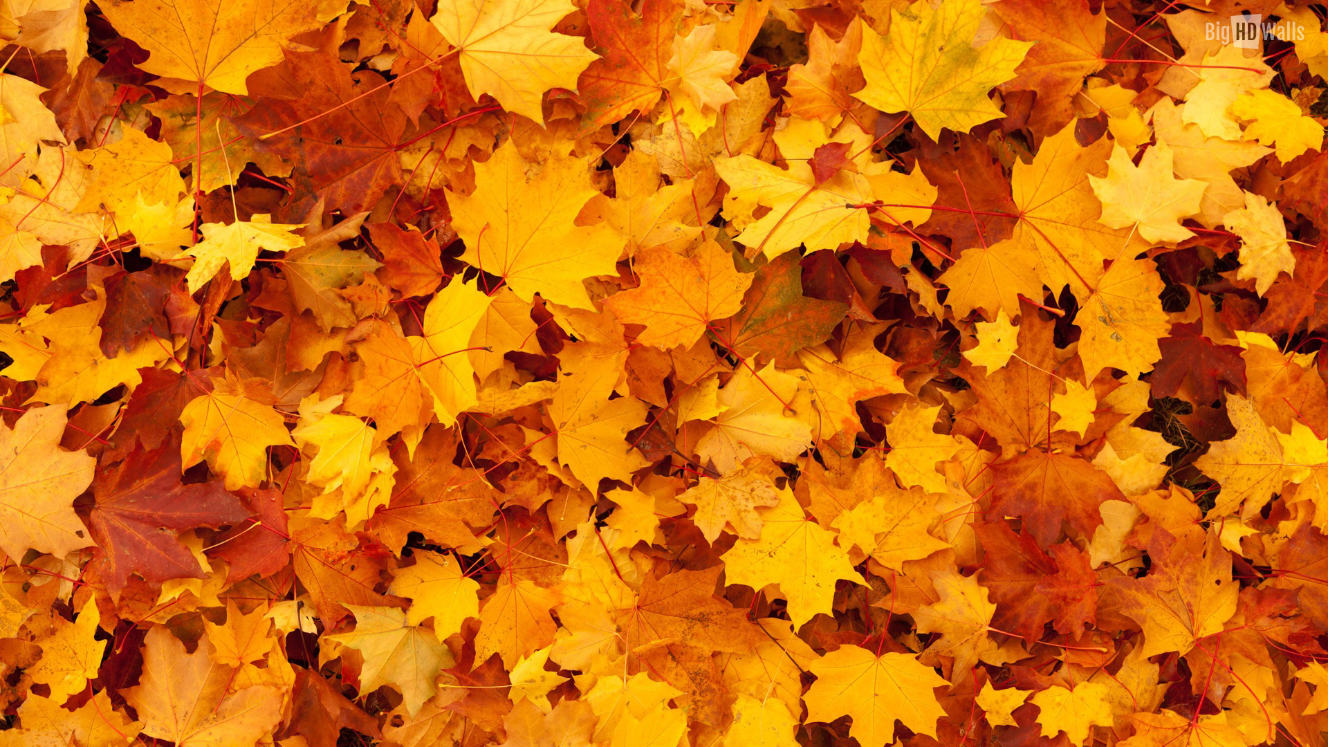Nature & Landscape Autumn Orange Leaves wallpapers (Desktop, Phone ...