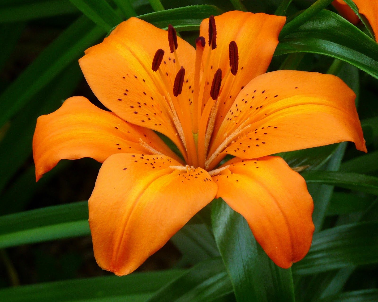 Card of the Day: Orange Lily ~ Uplift Your Thoughts 