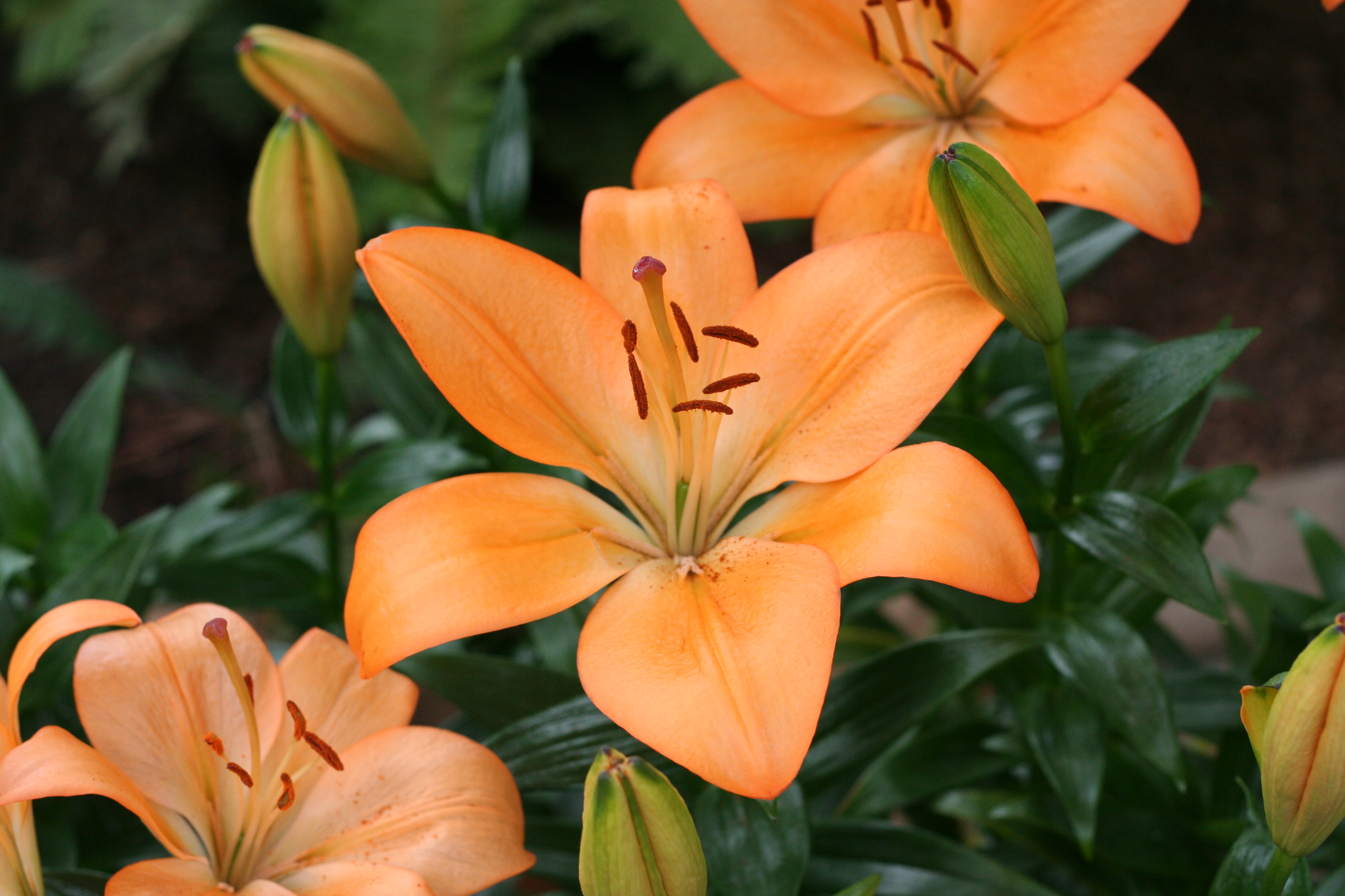File:Orange Lily.JPG - Wikimedia Commons