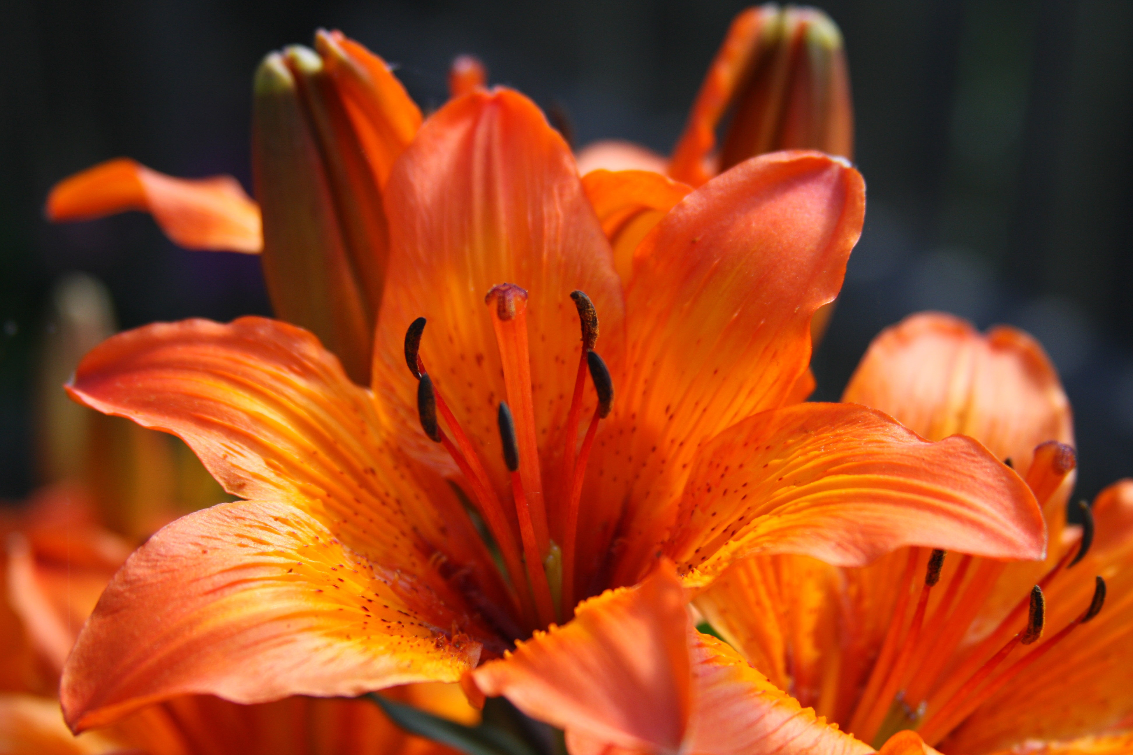 Beautiful orange lily flower image - Free stock photo - Public ...