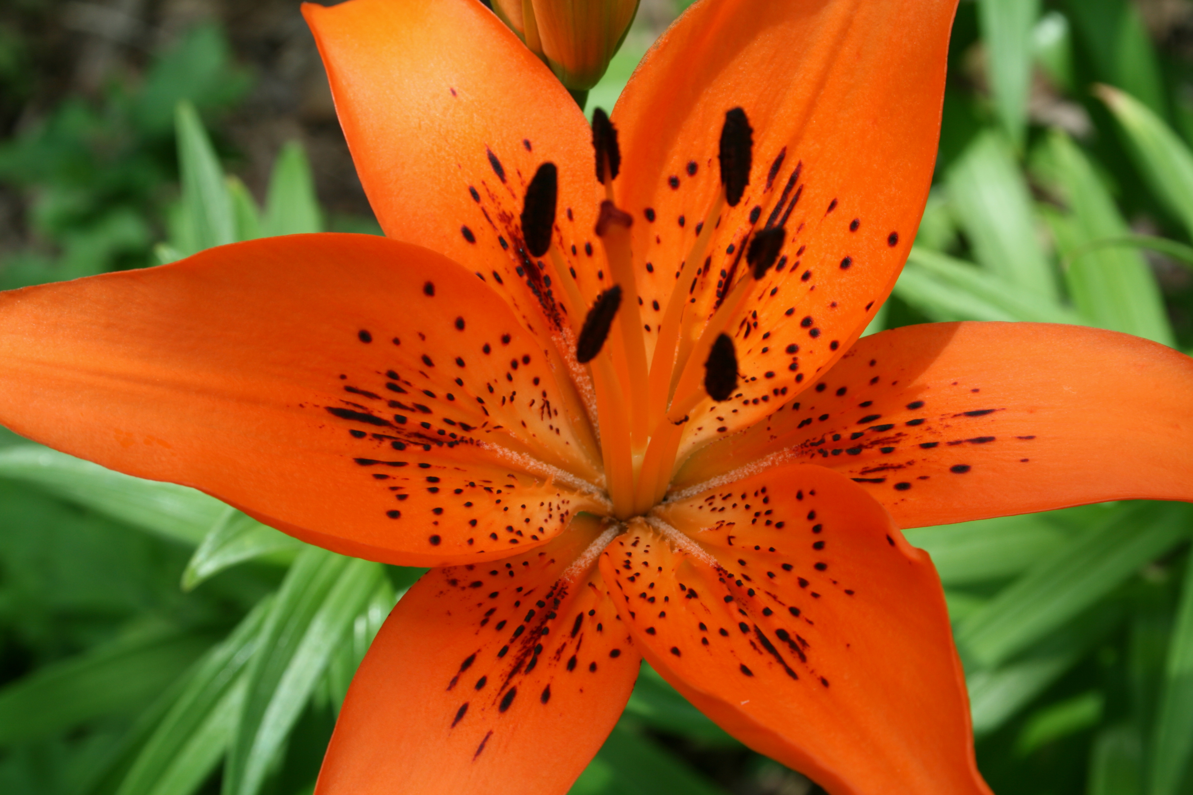 Orange lily photo
