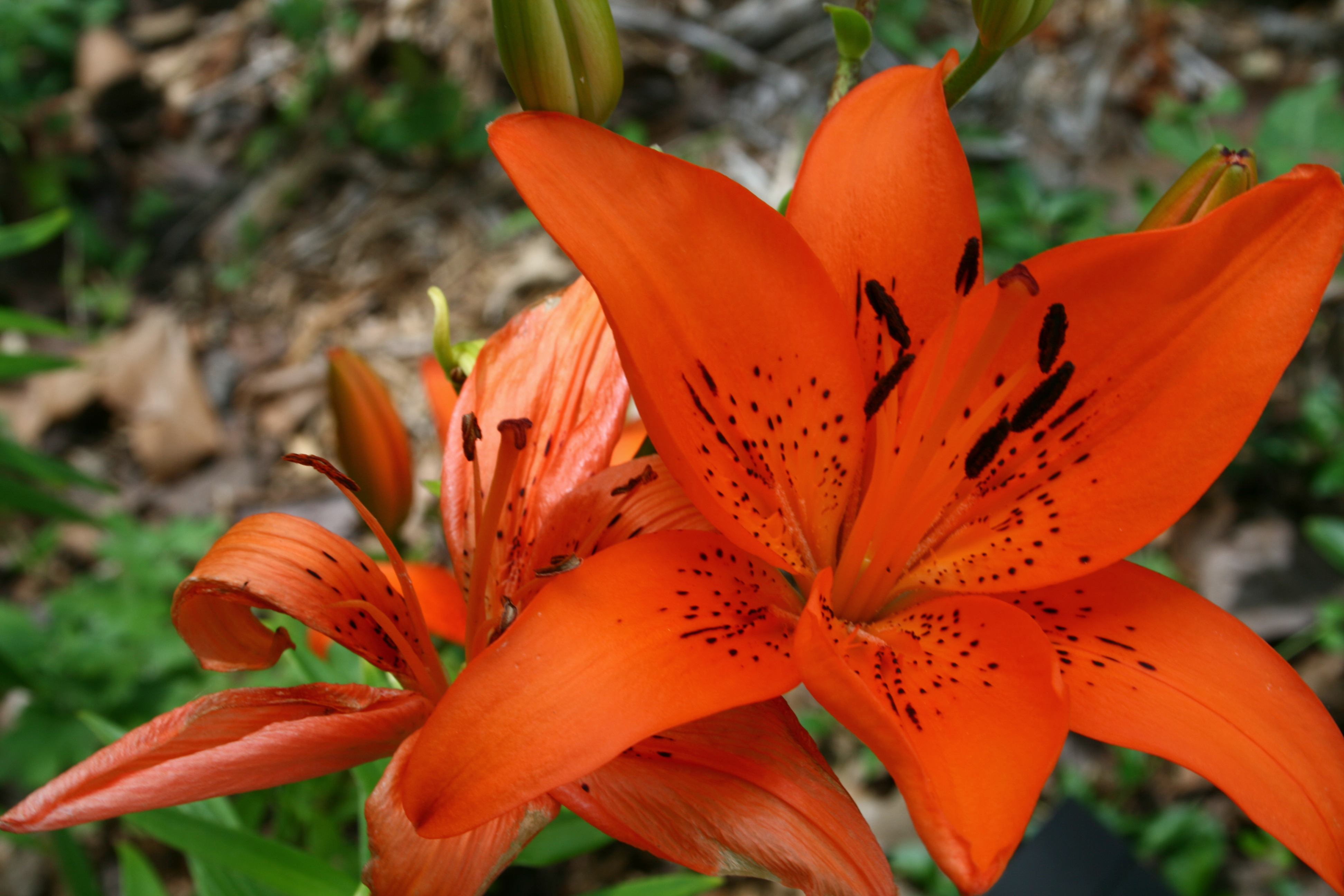 Лилии оранжевые кустовые