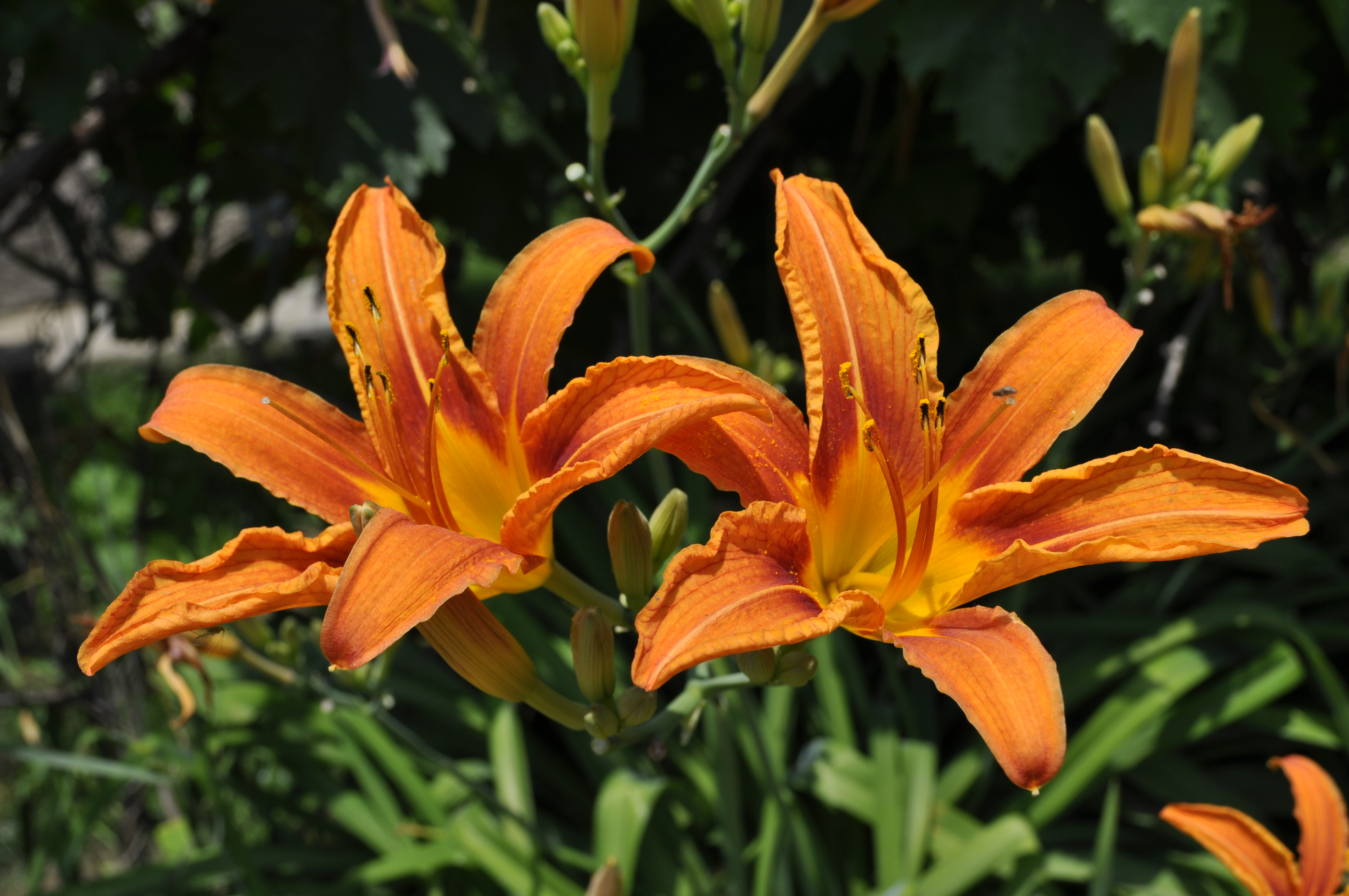 Orange lily photo
