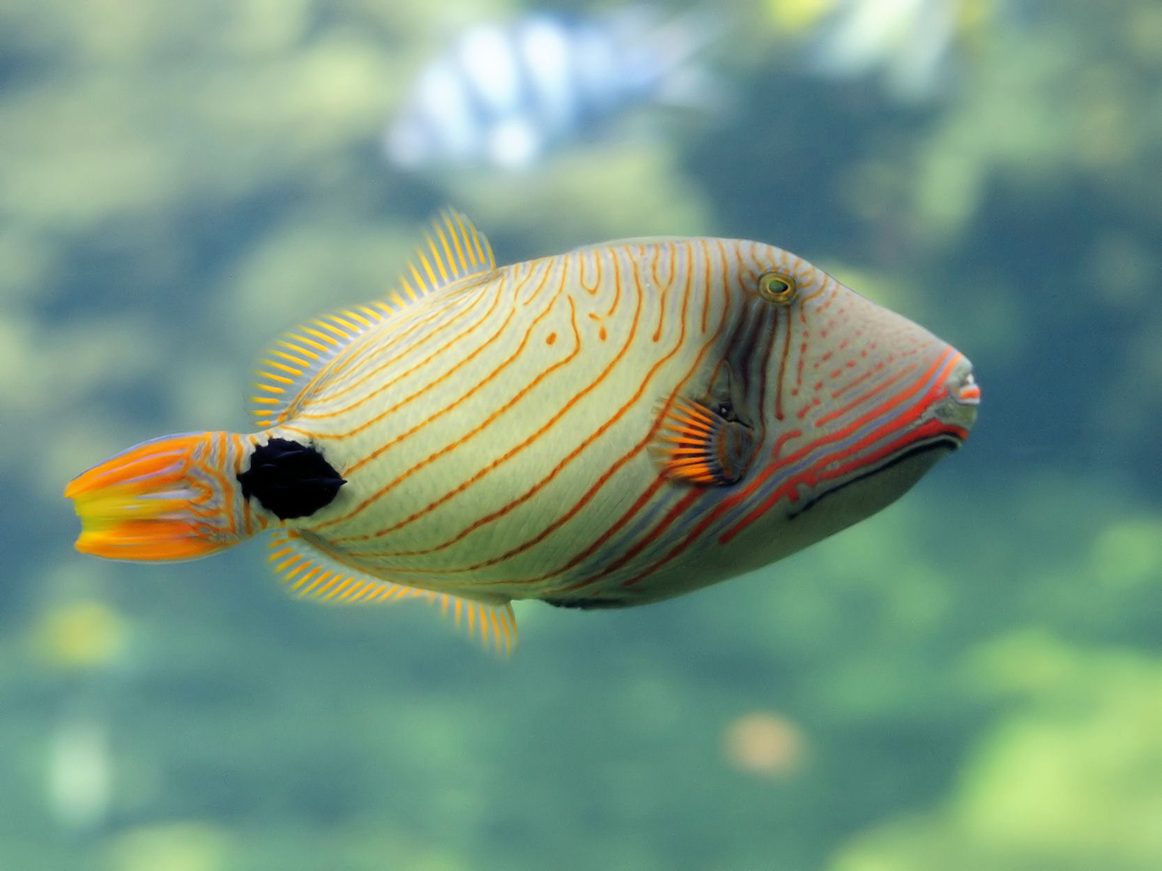 Orange lined triggerfish photo