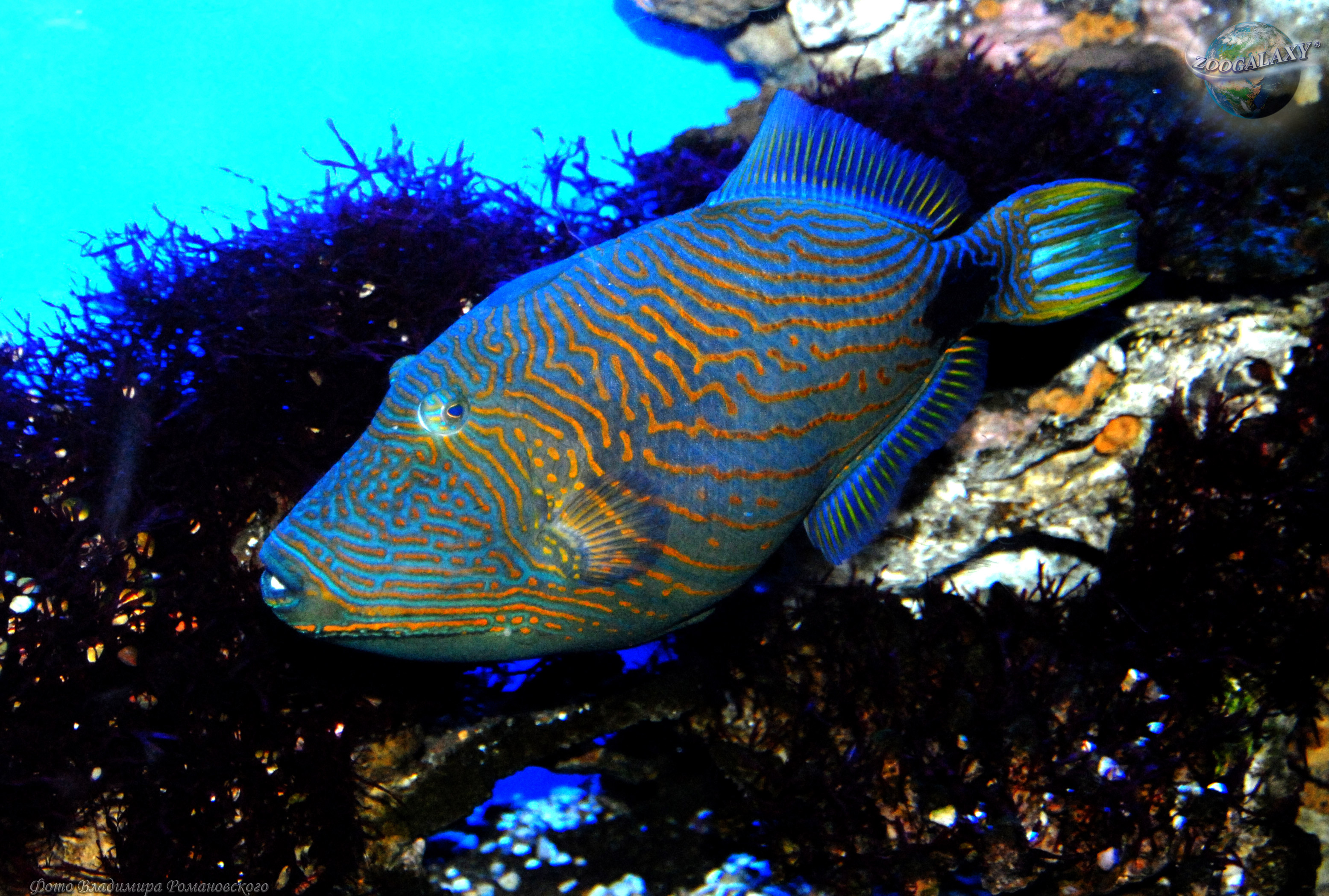 Orange lined triggerfish photo