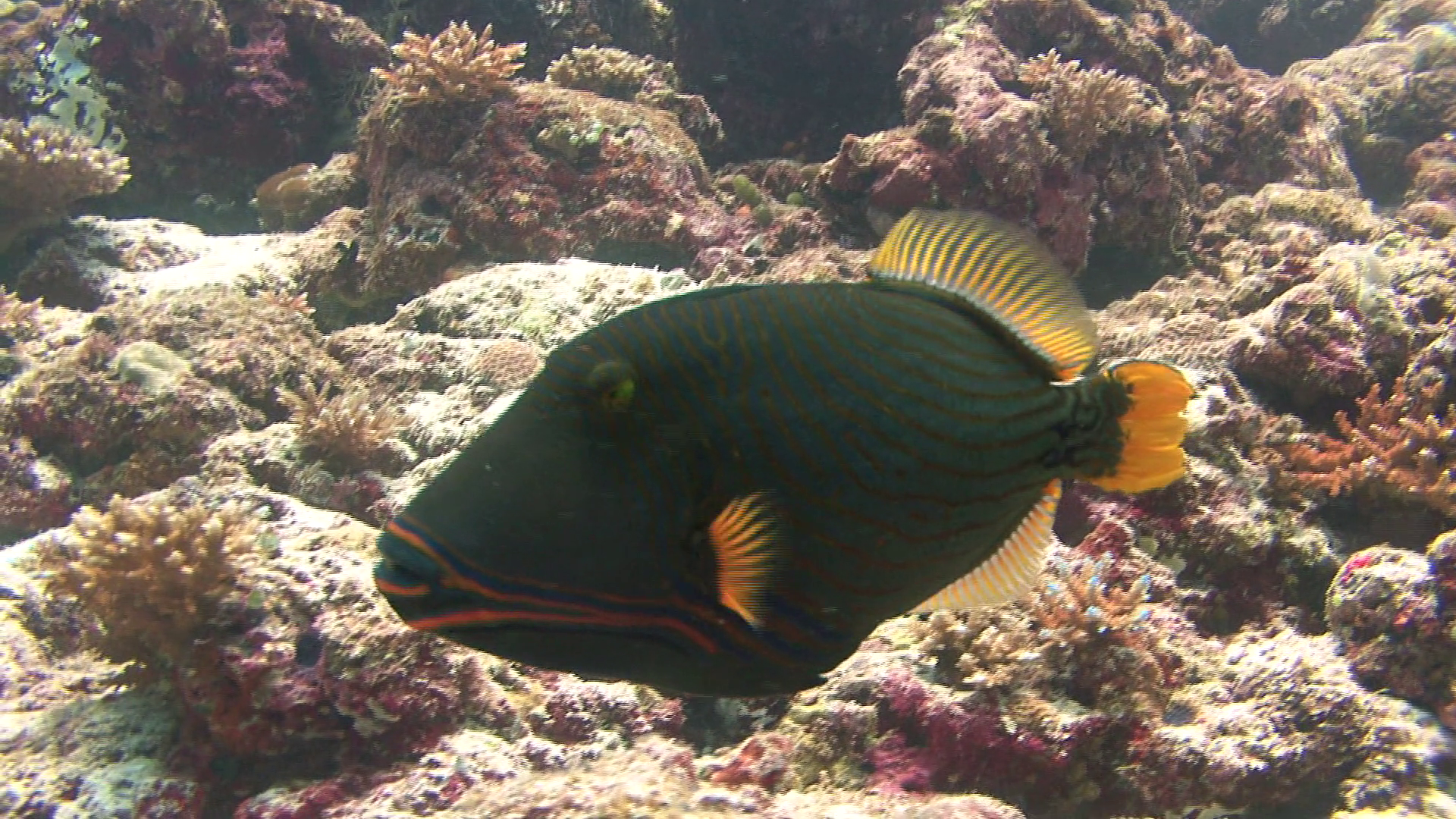 Orange-lined Triggerfish Kuredu Maldives Stock Video Footage ...