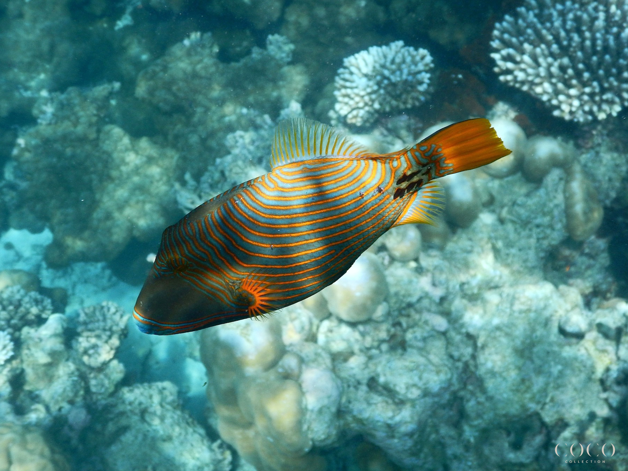 YOUR MARINE BIOLOGISTS FAVORITE FISH –PART 3 | Coco Cares