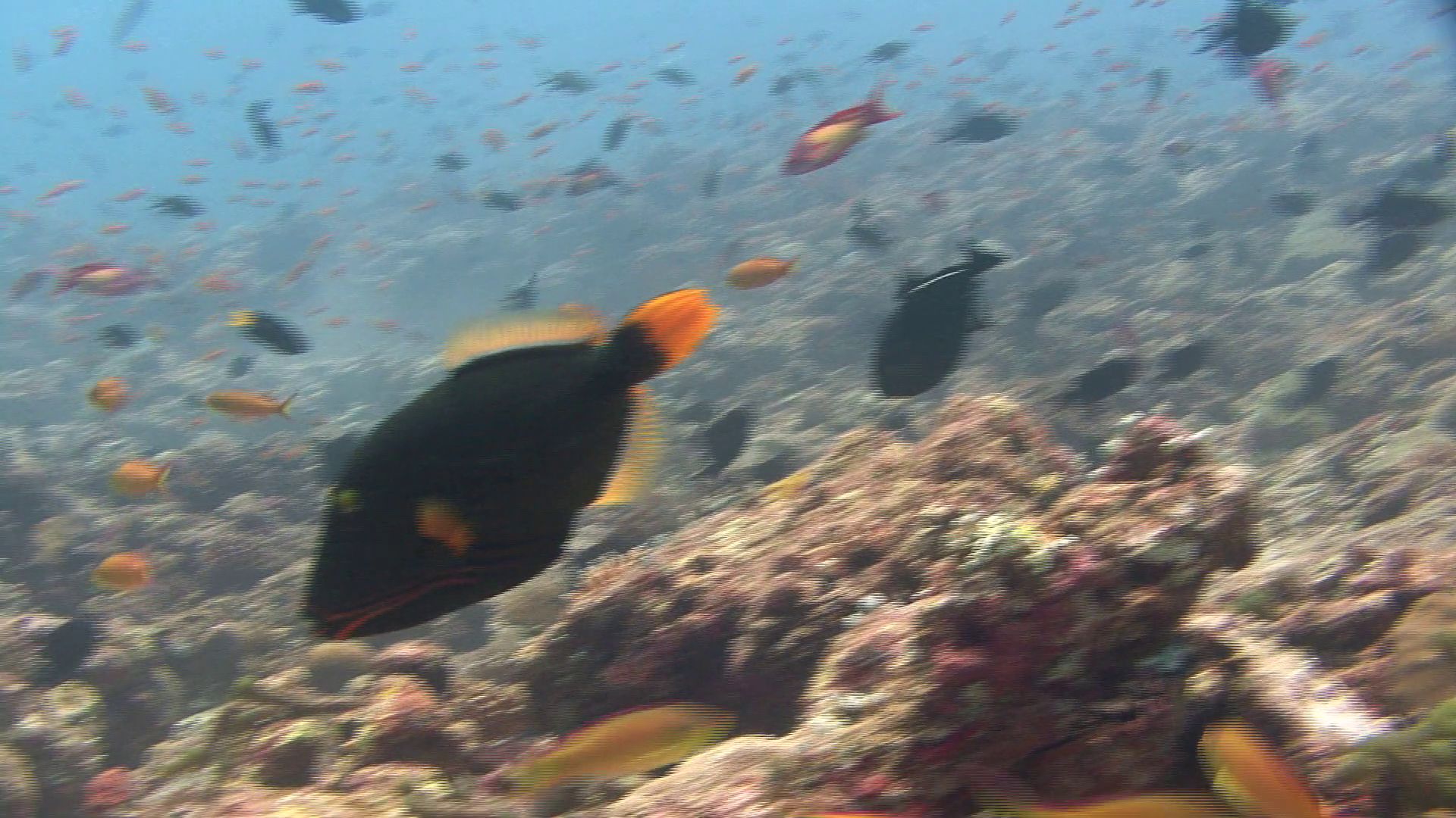 Orange-lined Triggerfish Kuredu Maldives Stock Video Footage ...
