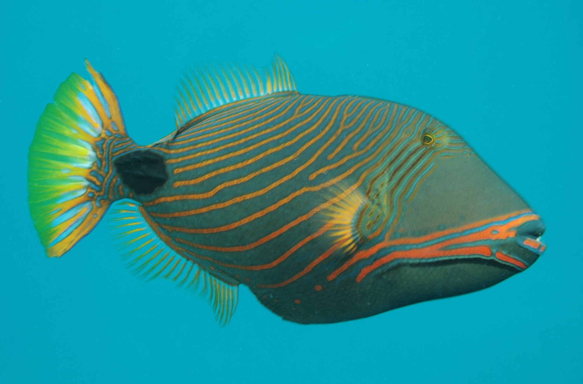 Image - Orange lined triggerfish 4.jpg | Endless Ocean Wiki | FANDOM ...