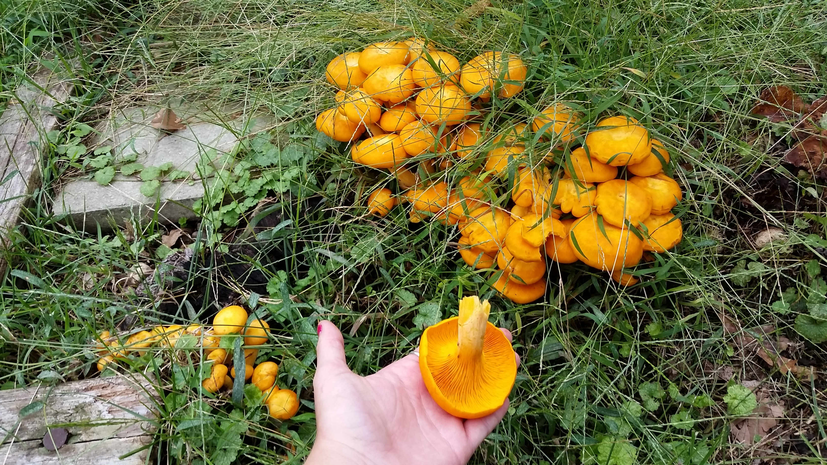 Orange mushrooms - Ask an Expert