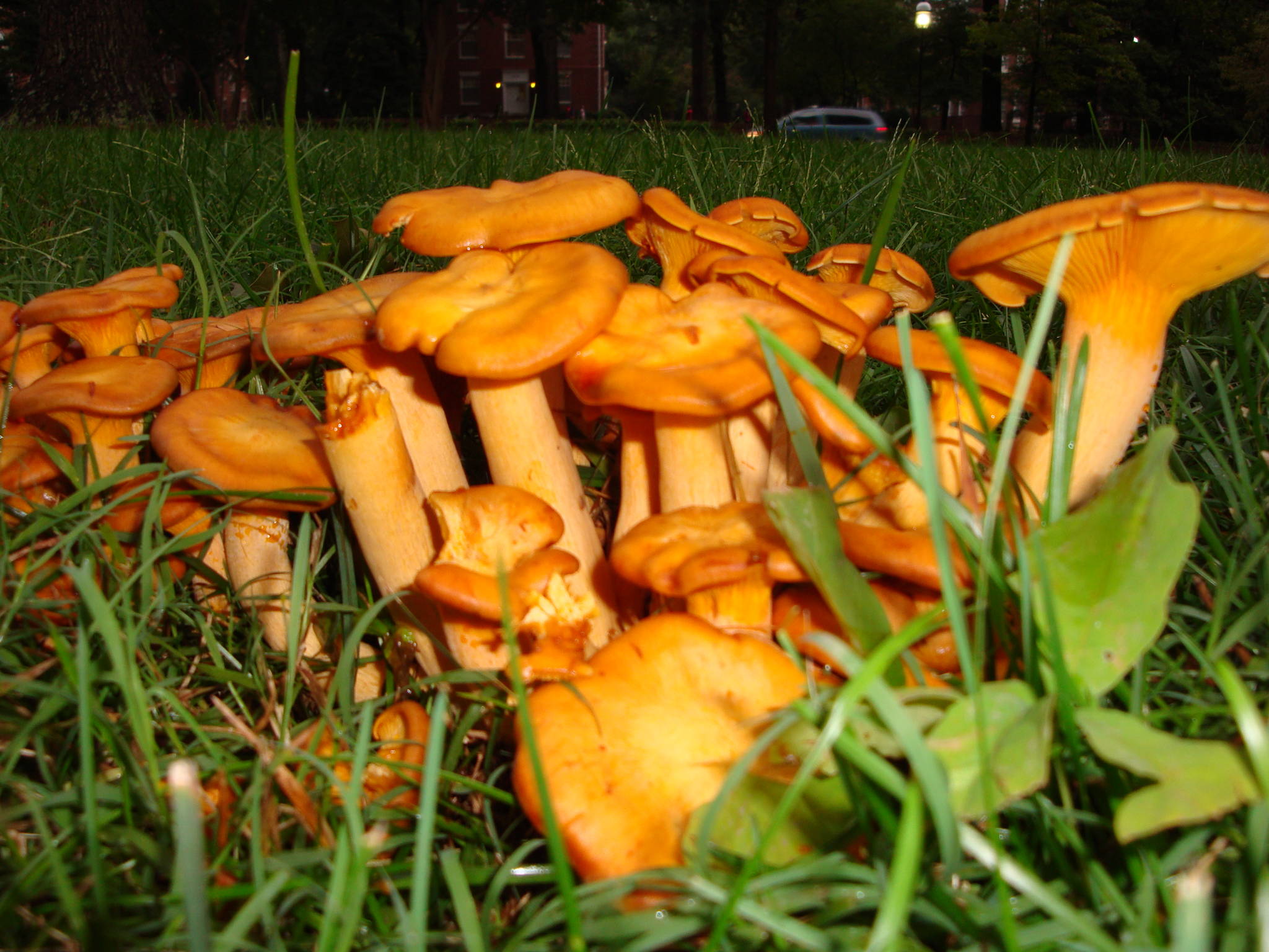 orange mushroom - Mushroom Hunting and Identification - Shroomery ...