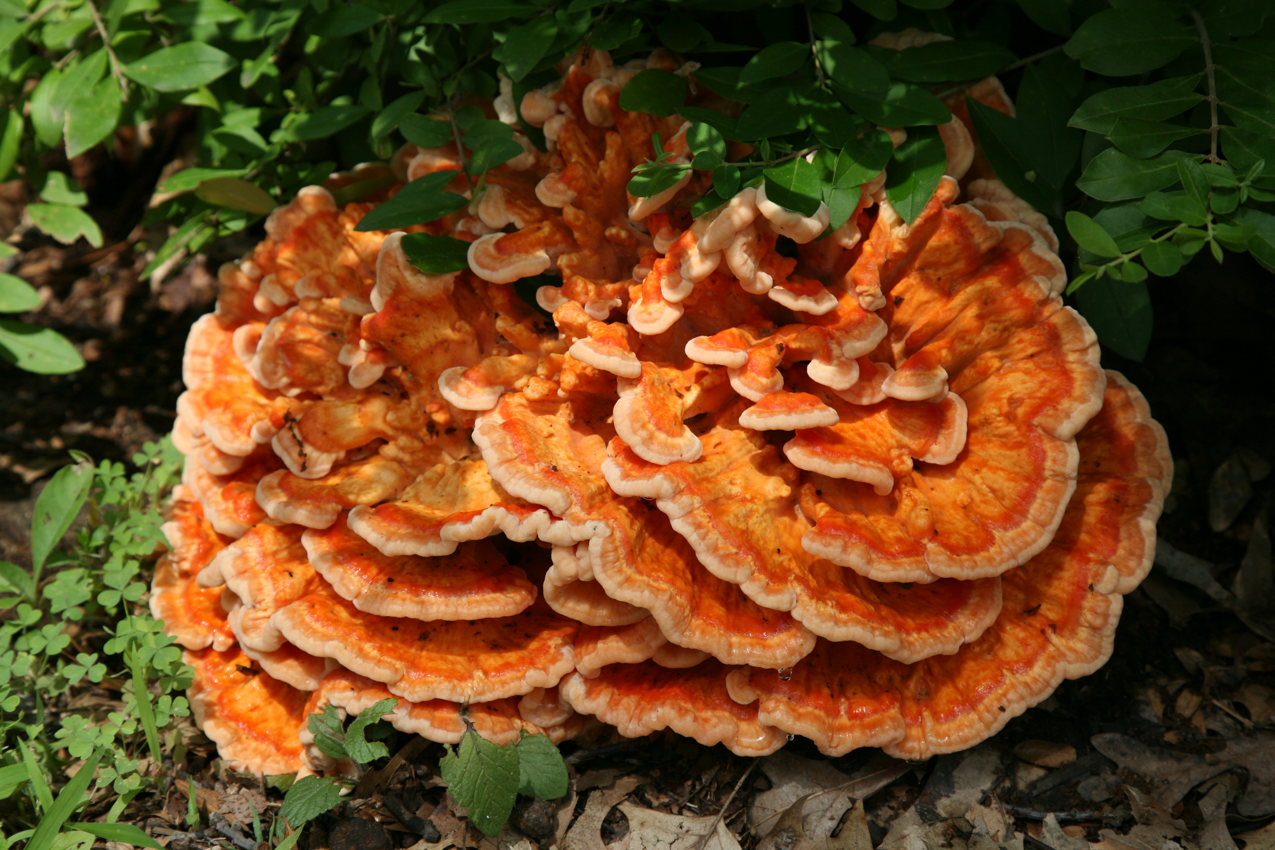 File:Orange mushroom.jpg - Wikimedia Commons