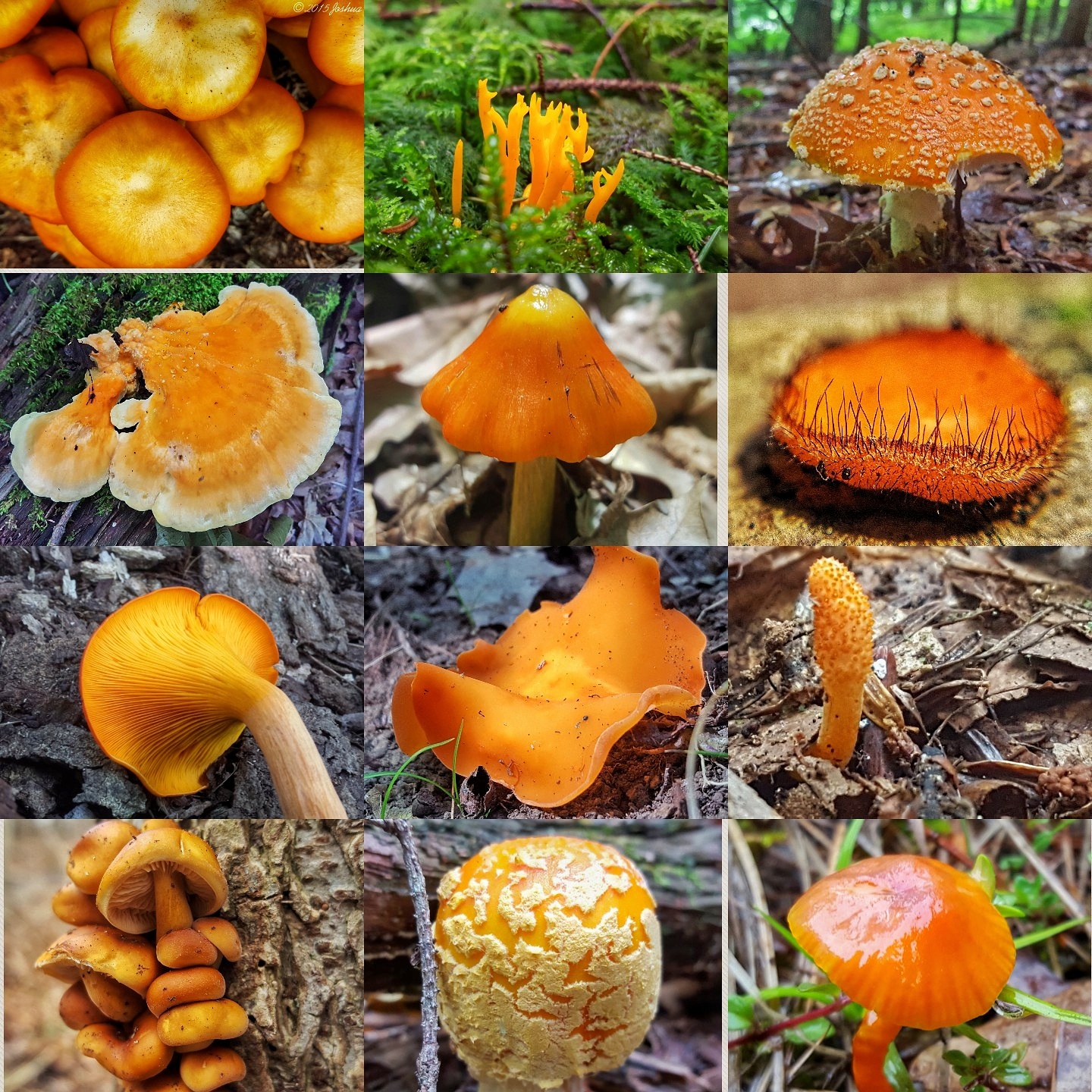 72 Colorful Mushroom Photos | Josh Doty's 