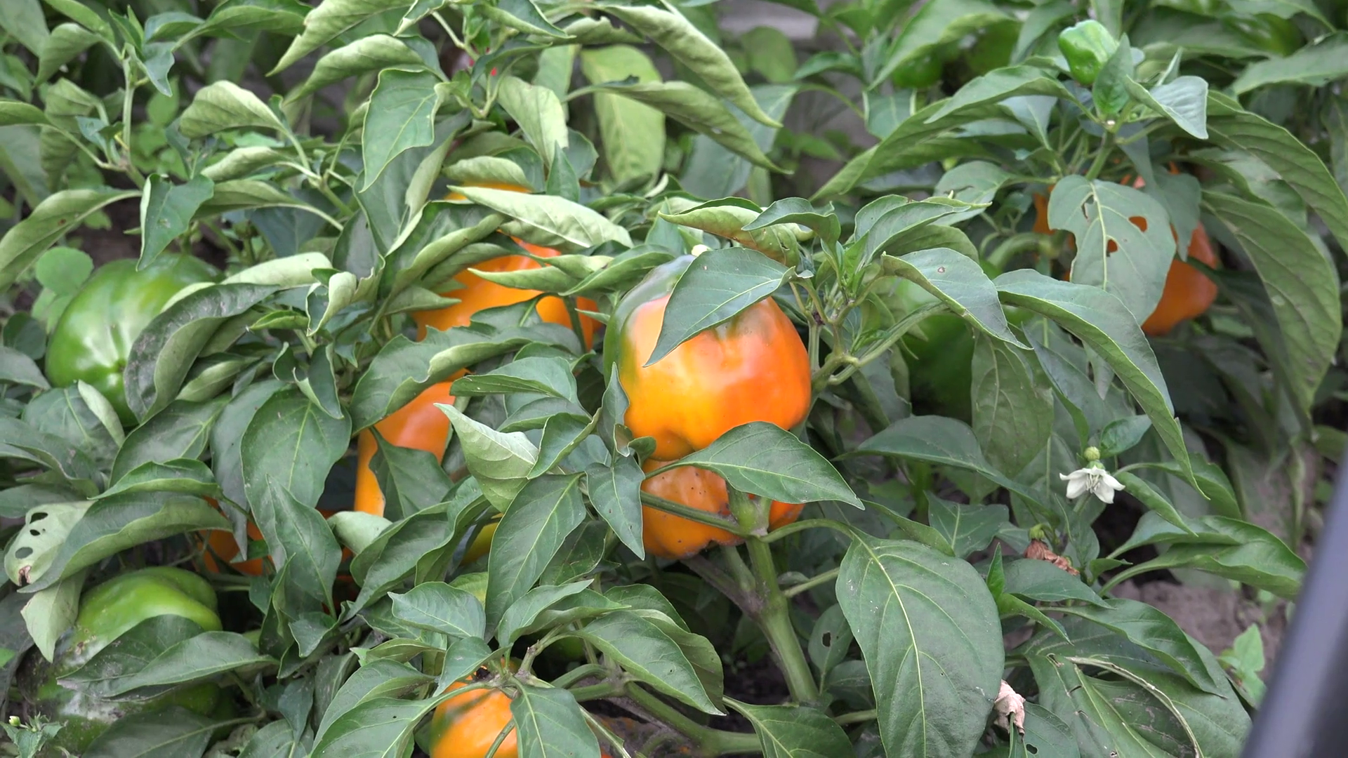 Agriculture Growing plant yellow pepper Capsicum annuum outdoor ...