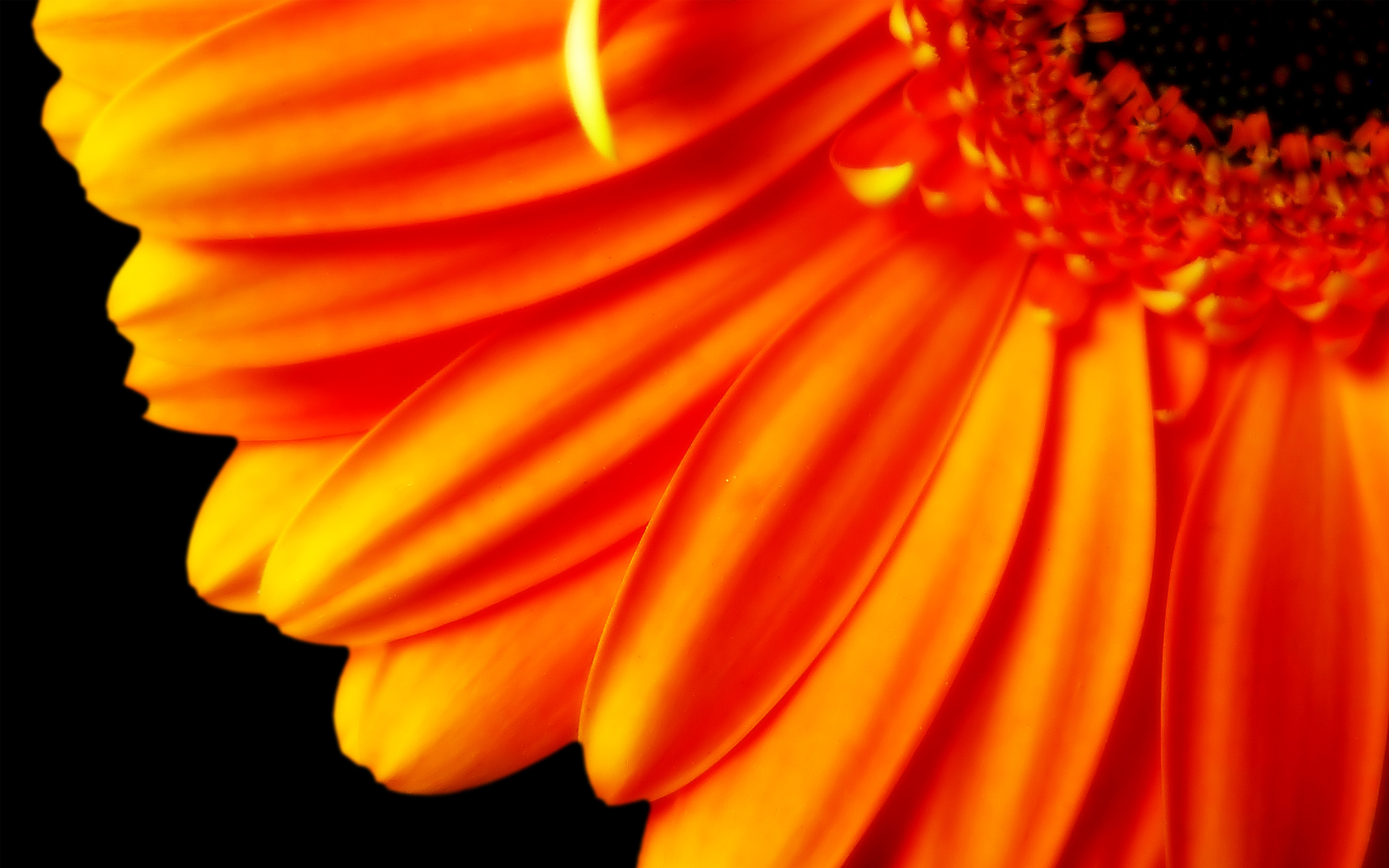 Orange petal flower photo
