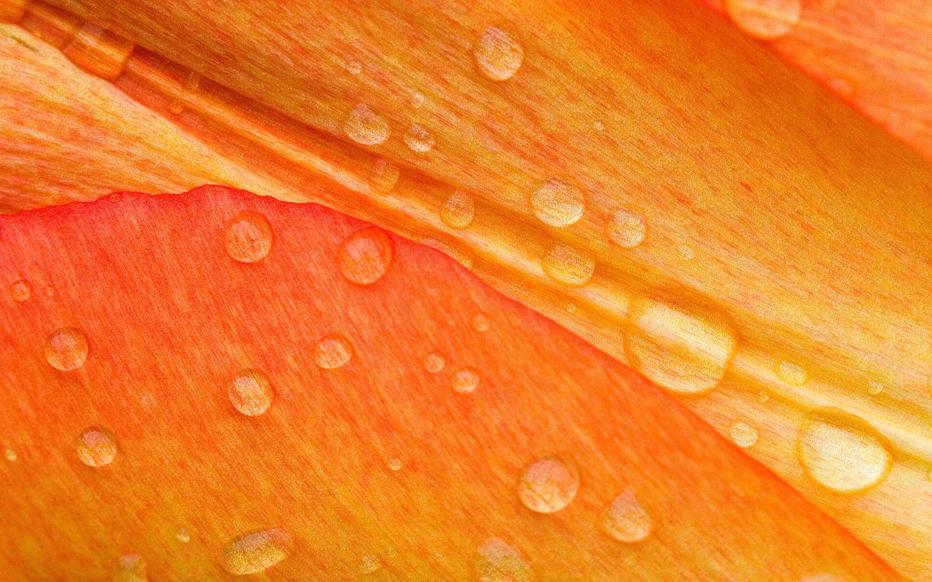 Drops on orange flower petal :: Free High quality Flower wallpaper