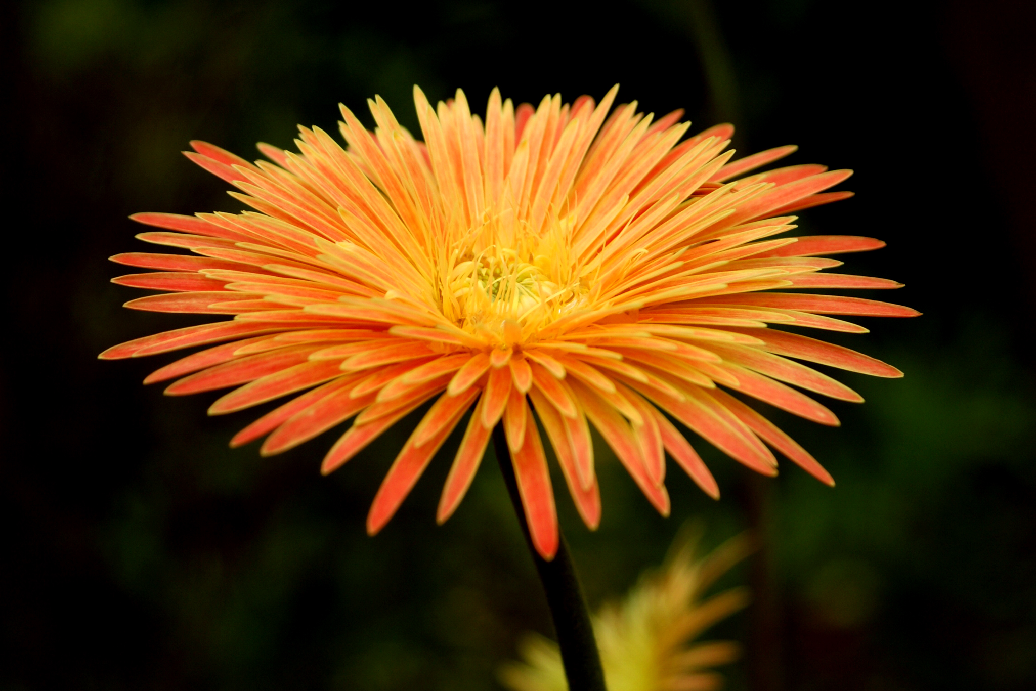 File:A multi petal flower.jpg - Wikimedia Commons