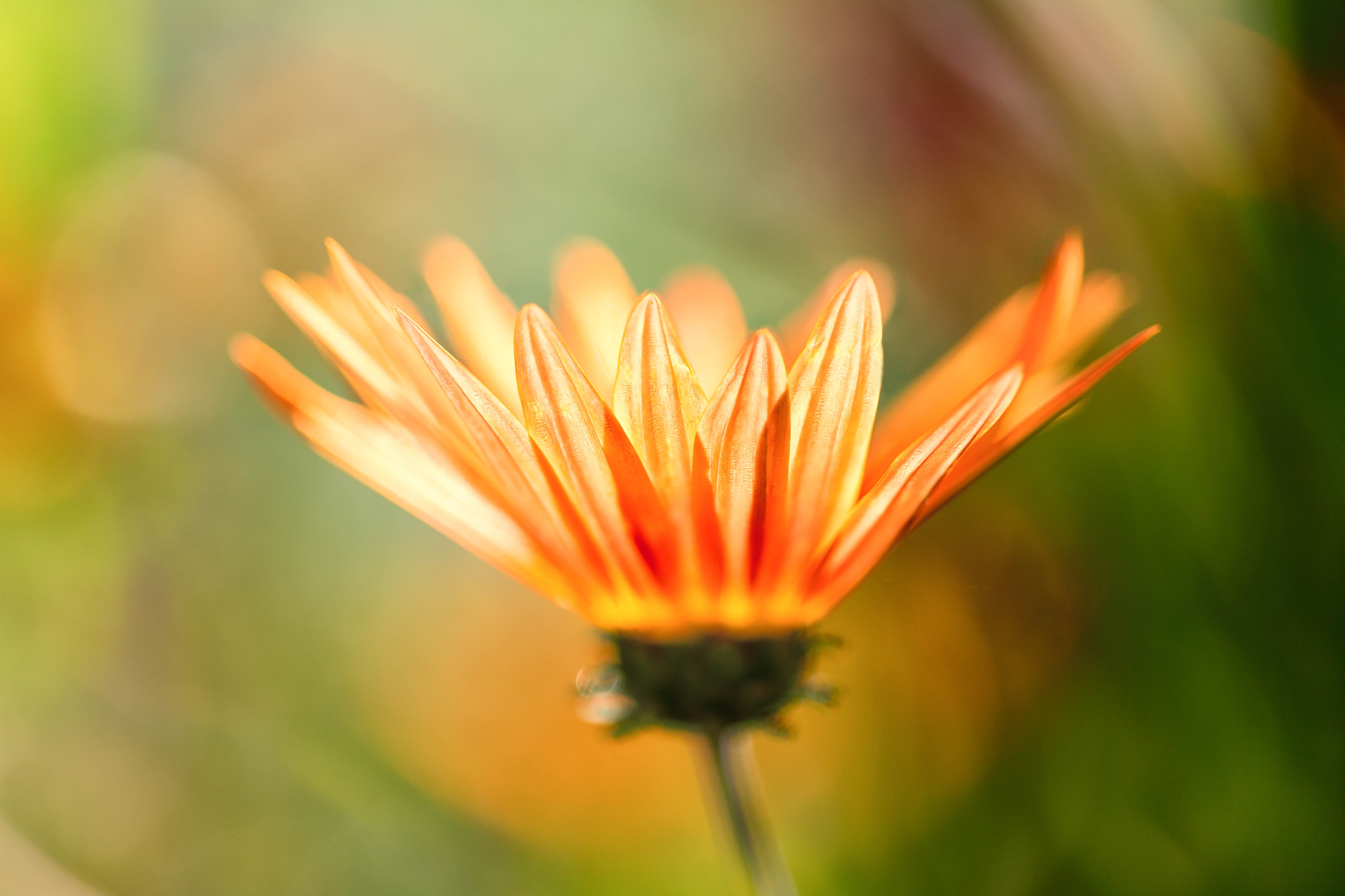 Orange petaled flower on close-up photography HD wallpaper ...