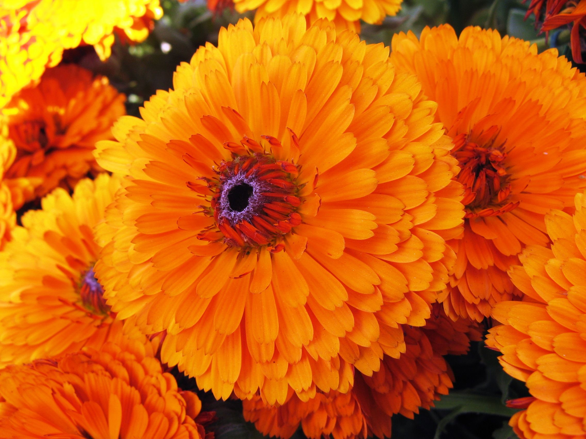 pictures of calendula flowers | October Birth Flower | Tattoos ...