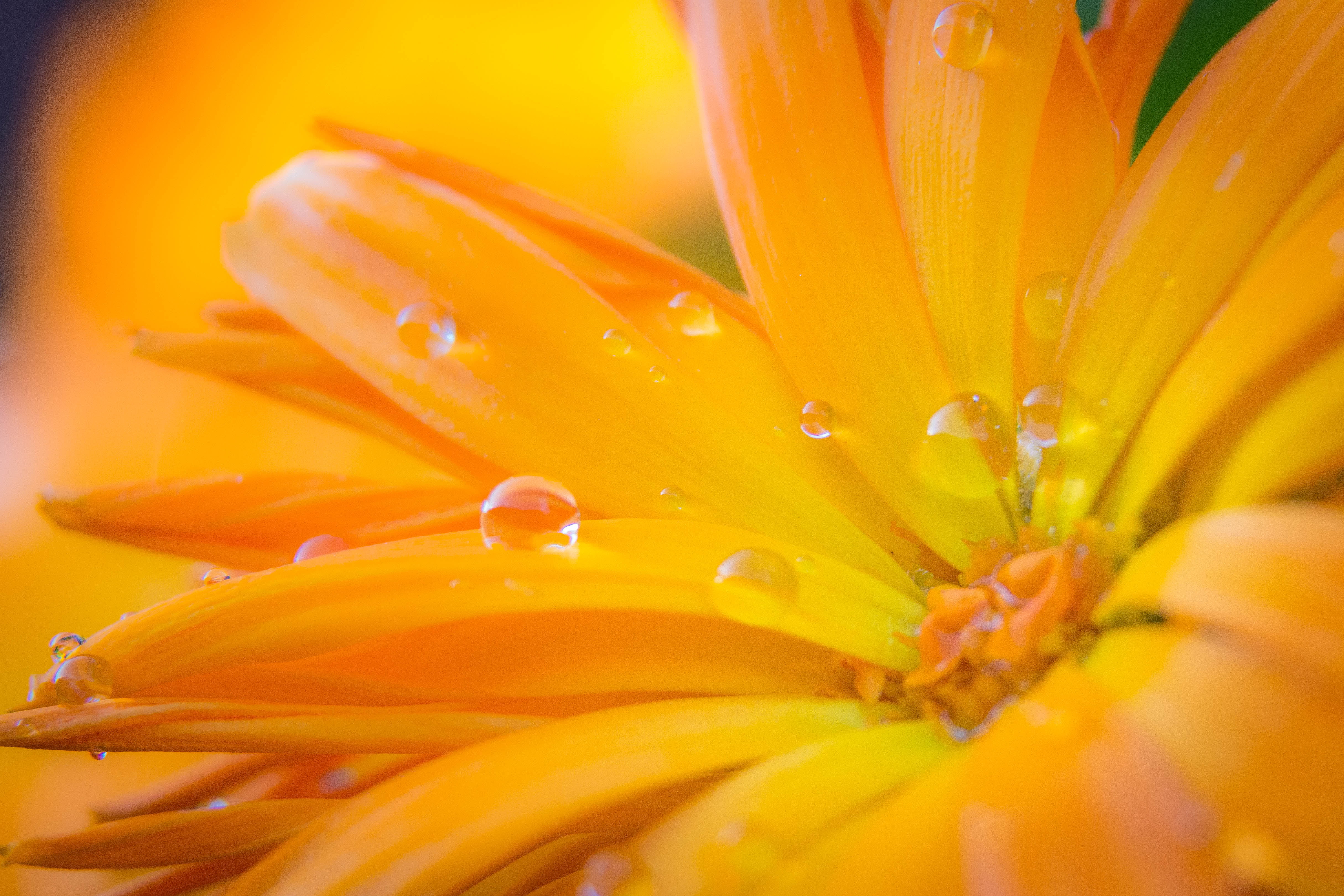 Close-up photo of orange flower HD wallpaper | Wallpaper Flare