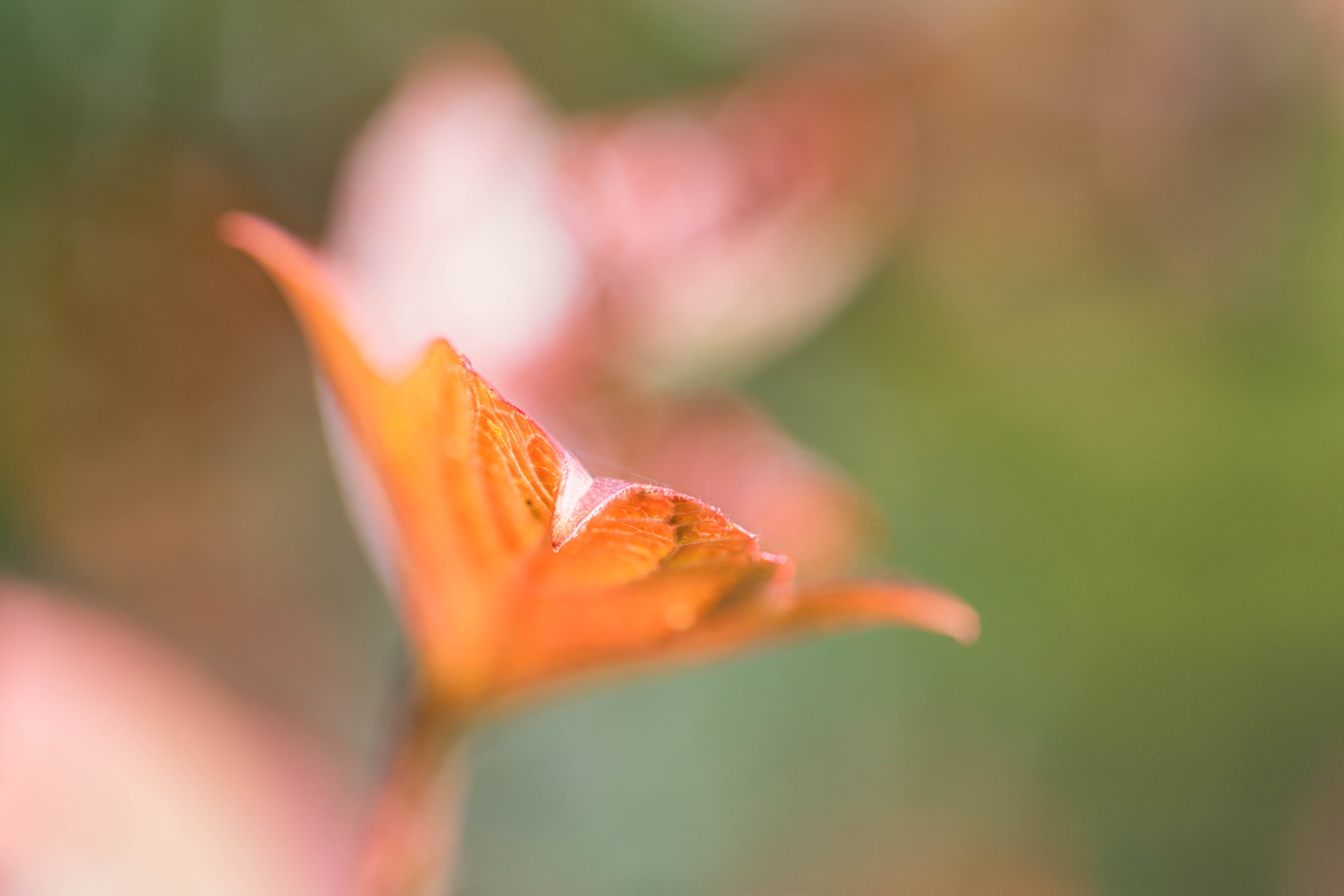 Close-up photography of orange petaled flower HD wallpaper ...
