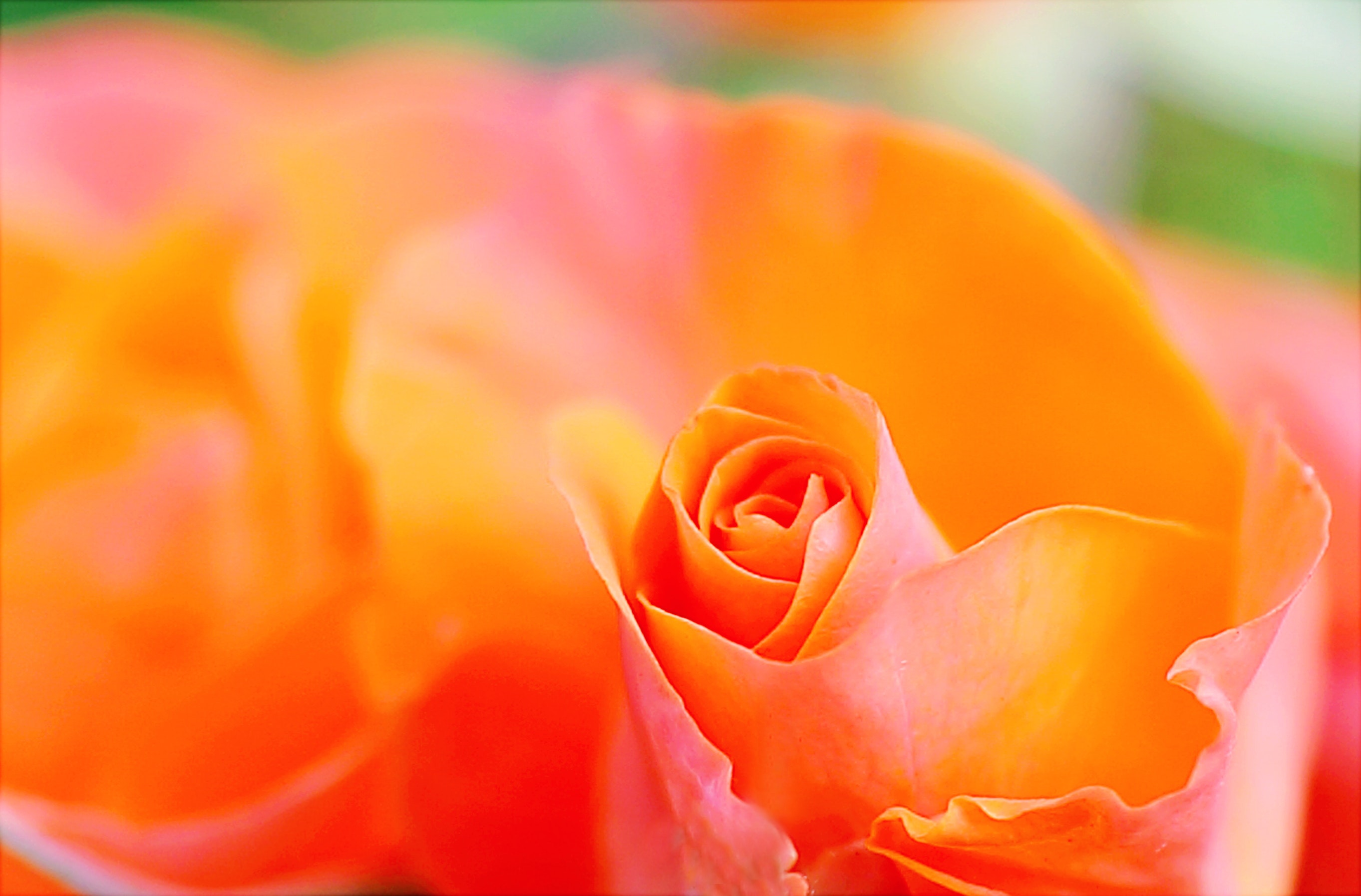Orange Petaled Flower · Free Stock Photo