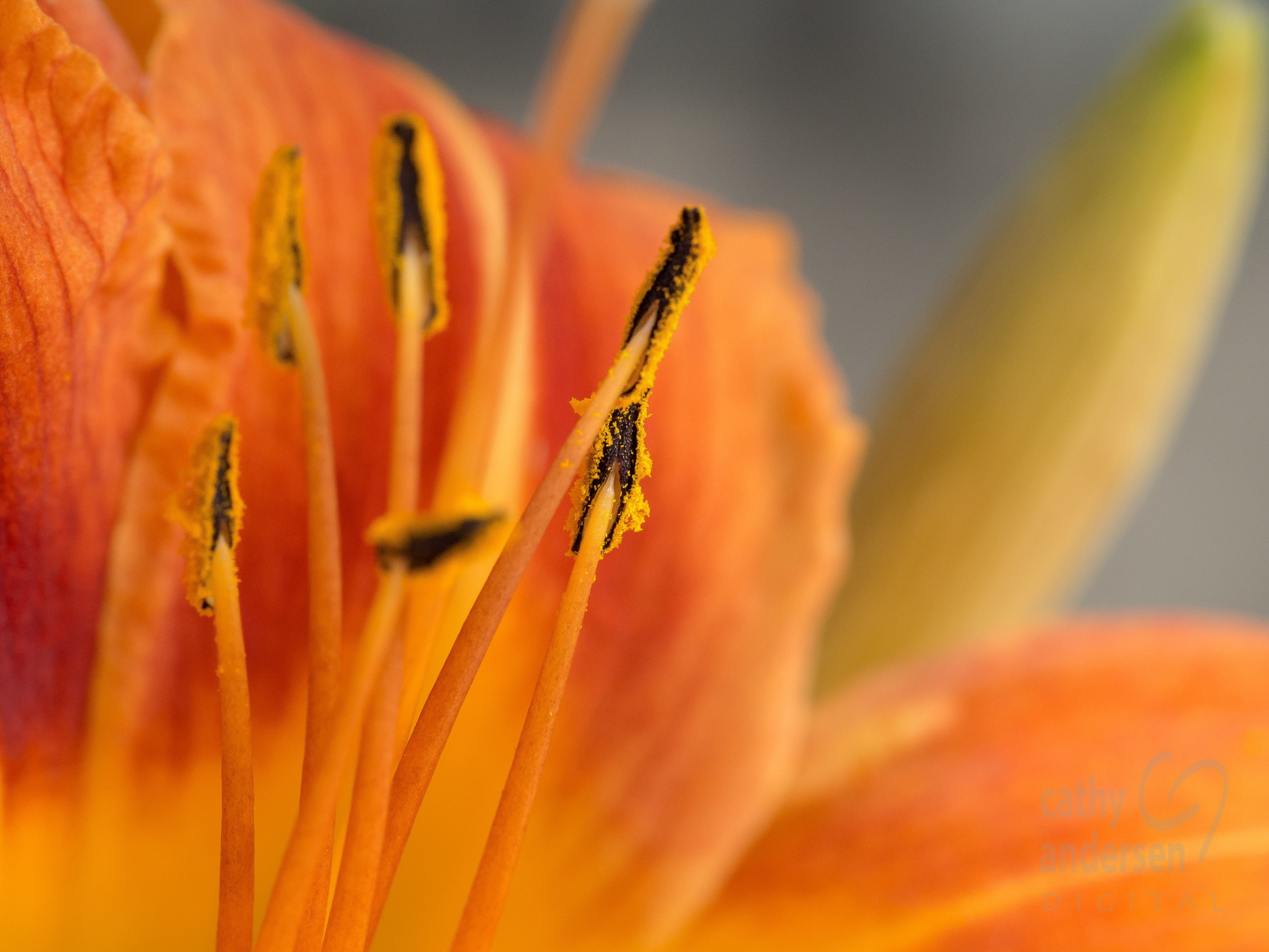 Closeup photography of orange petaled flower HD wallpaper ...