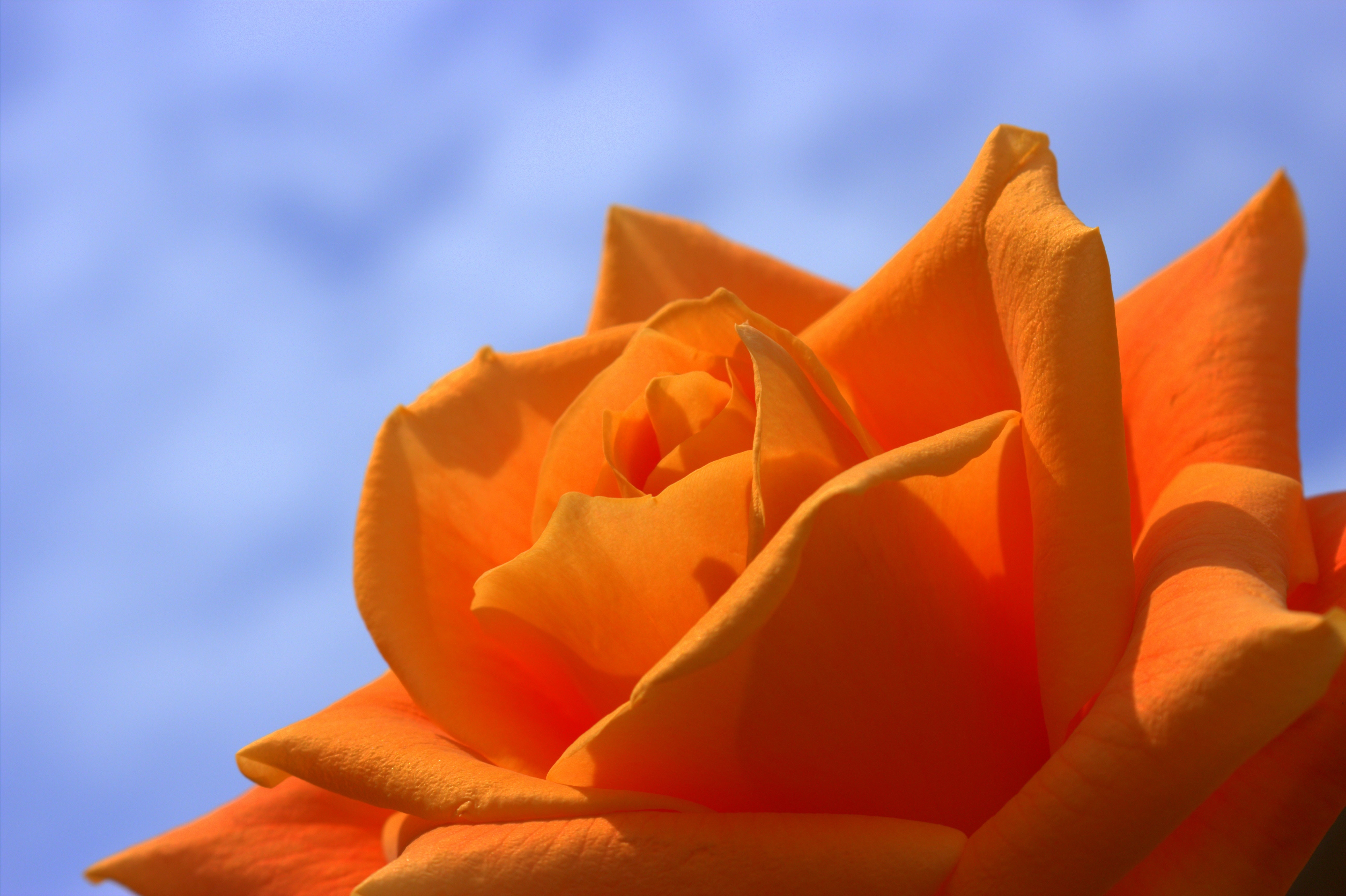 Orange Rose · Free Stock Photo