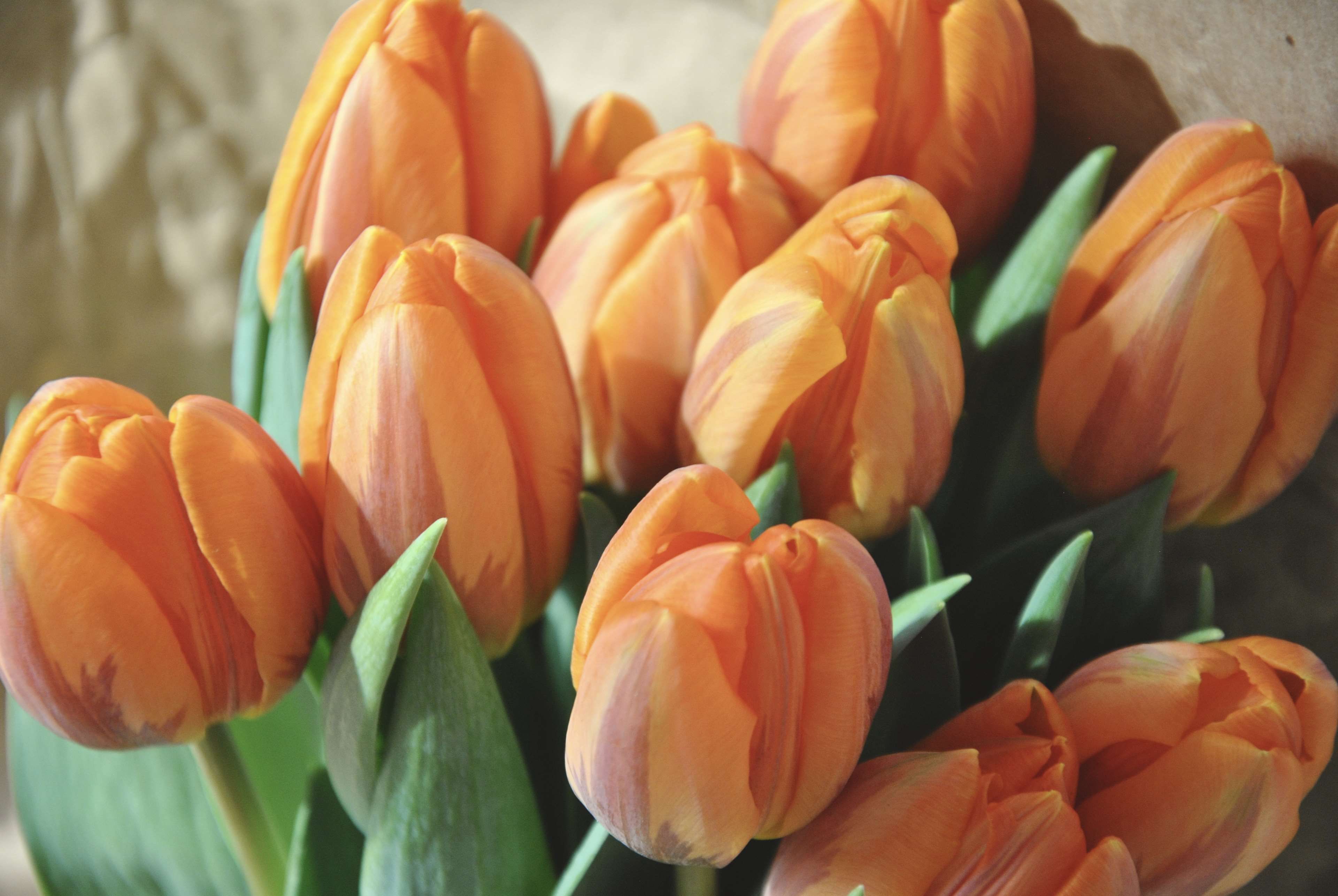 flowers #orange #spring #springtime #tulips | wallpapers and ...