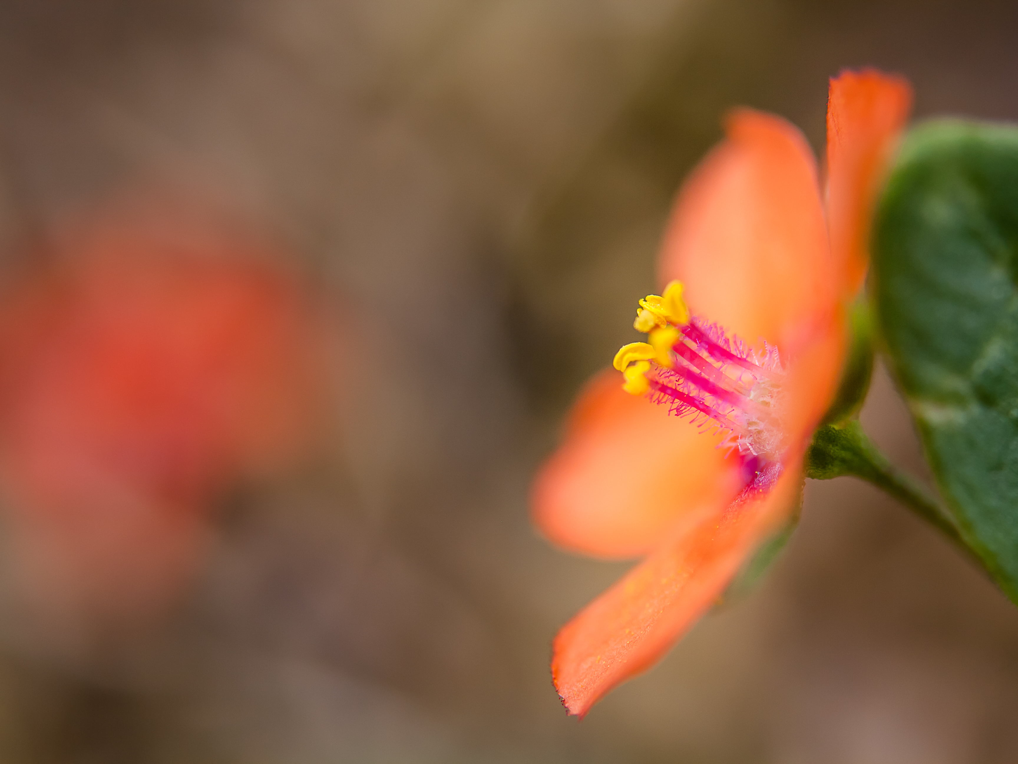 Orange petaled flower photo