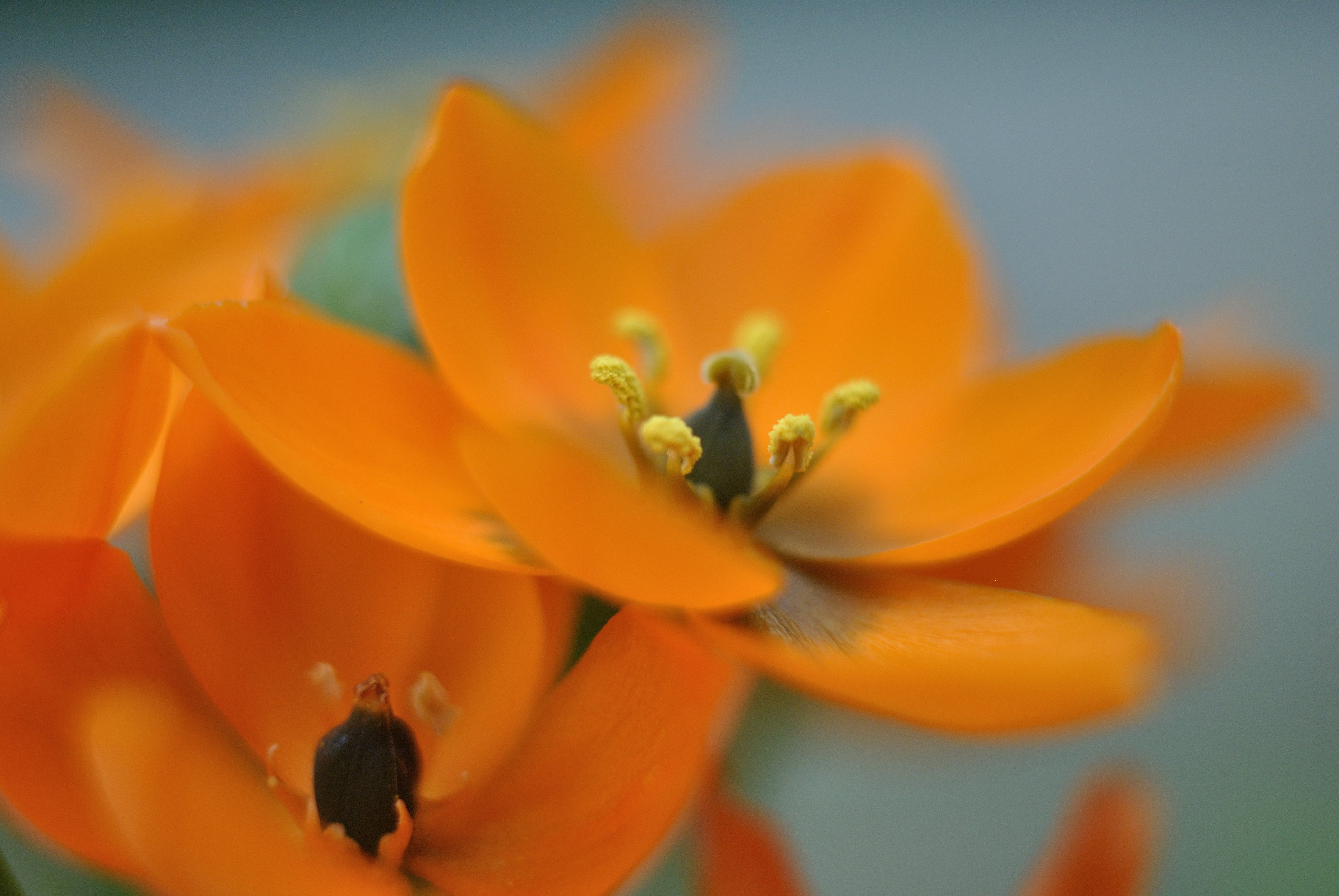 Orange petaled flower bloom during daytime, bethlehem HD wallpaper ...