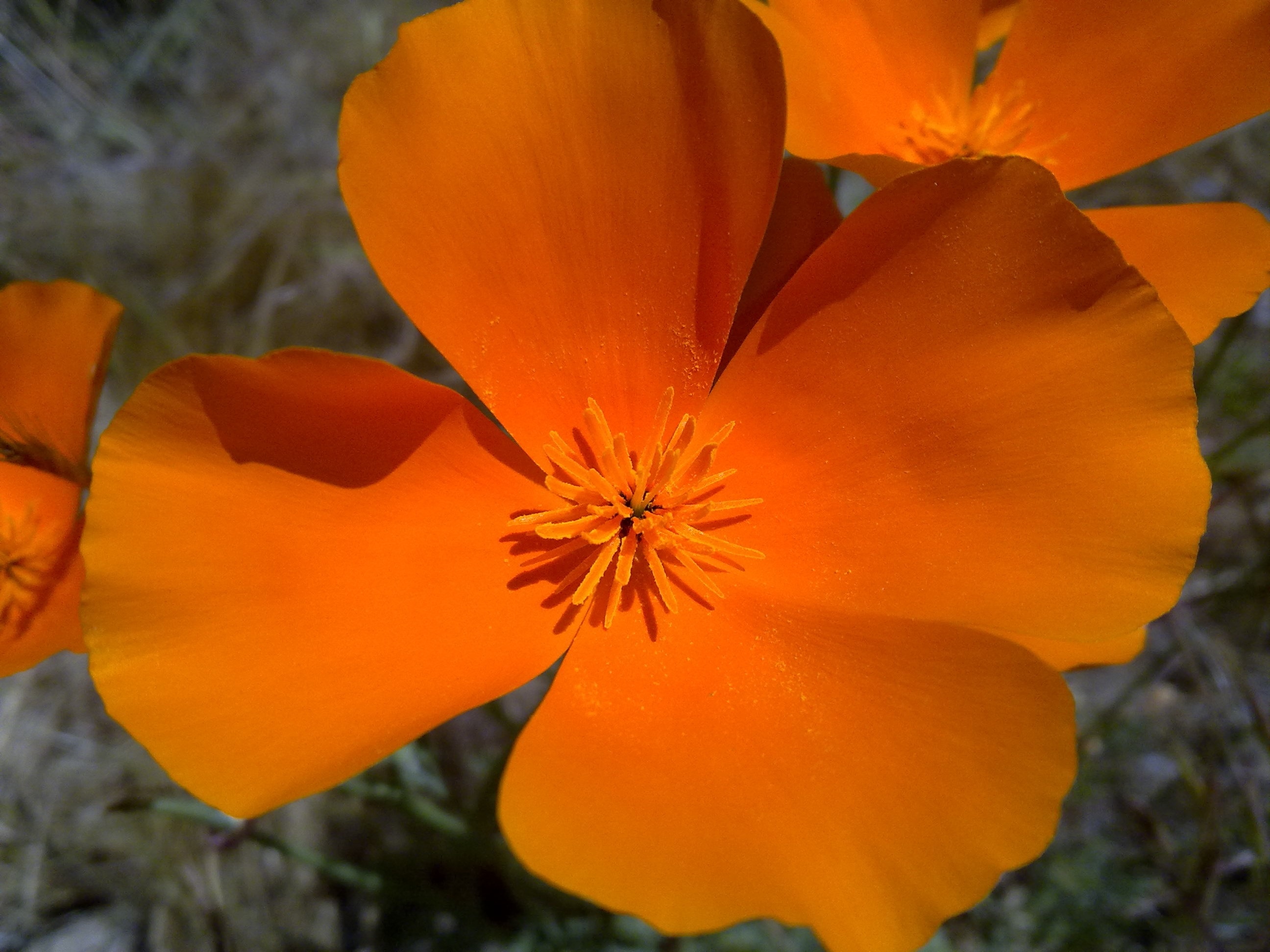 orange 4 petal flower free image | Peakpx