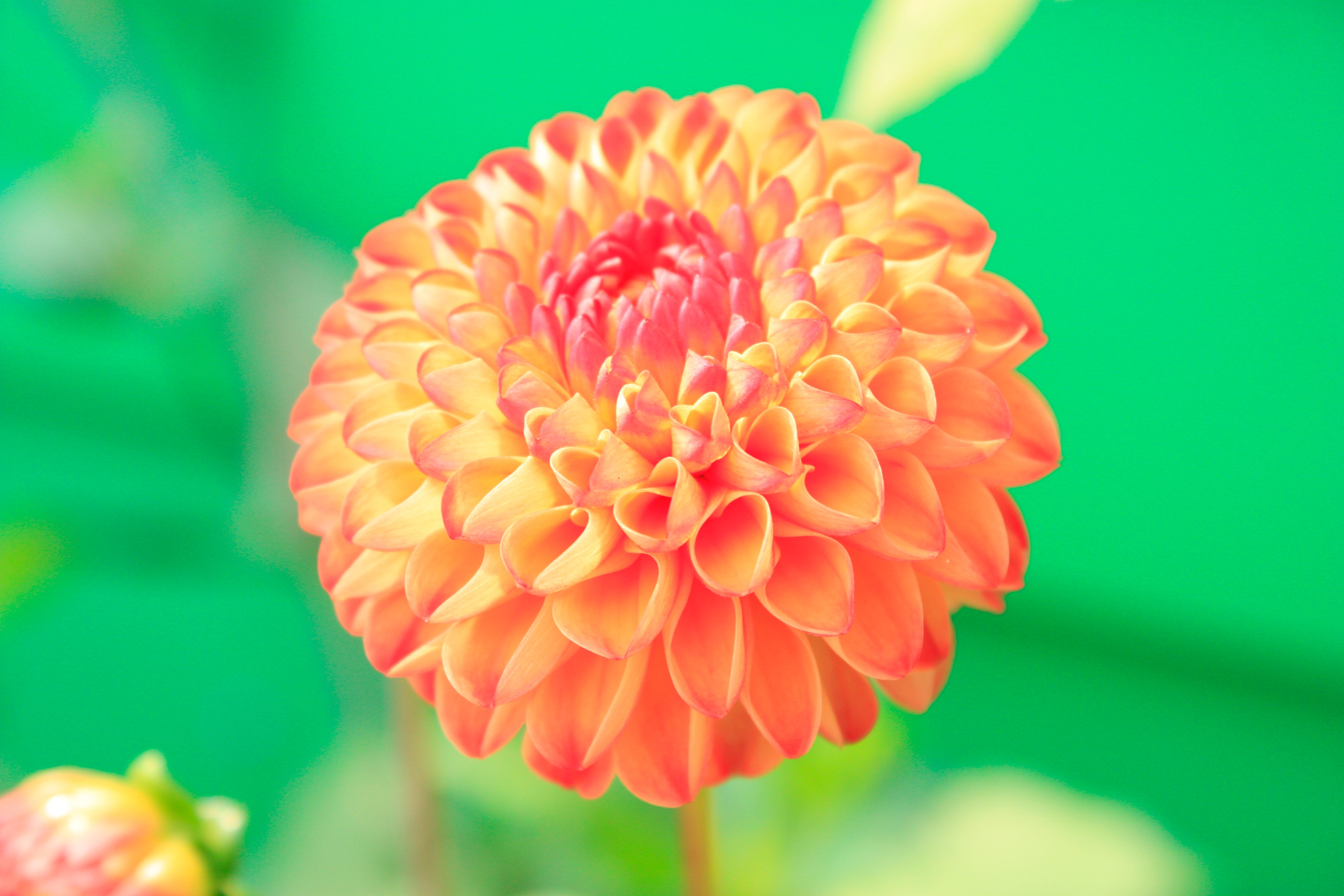 Orange petaled flower close-up photo