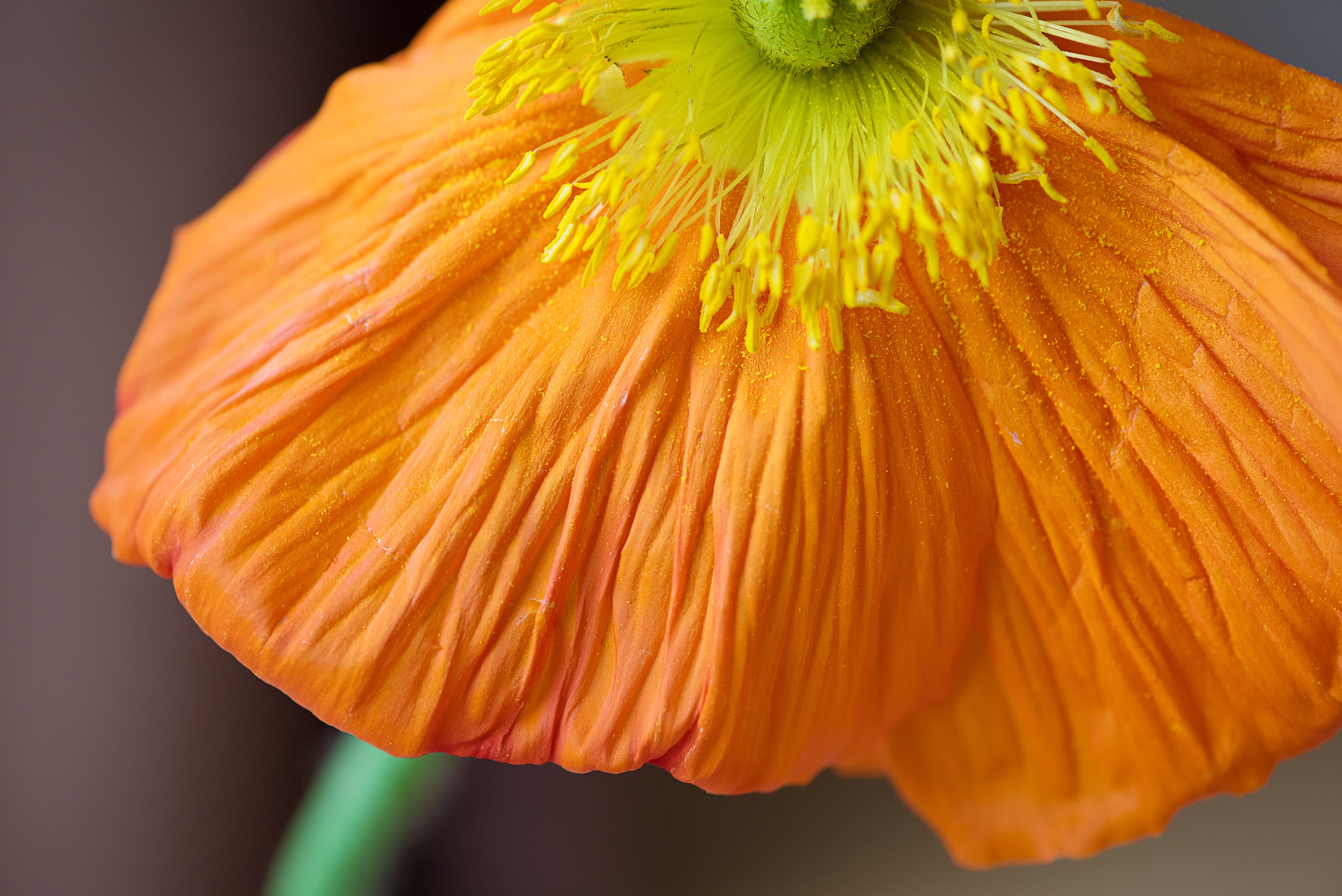 Orange poppy photo