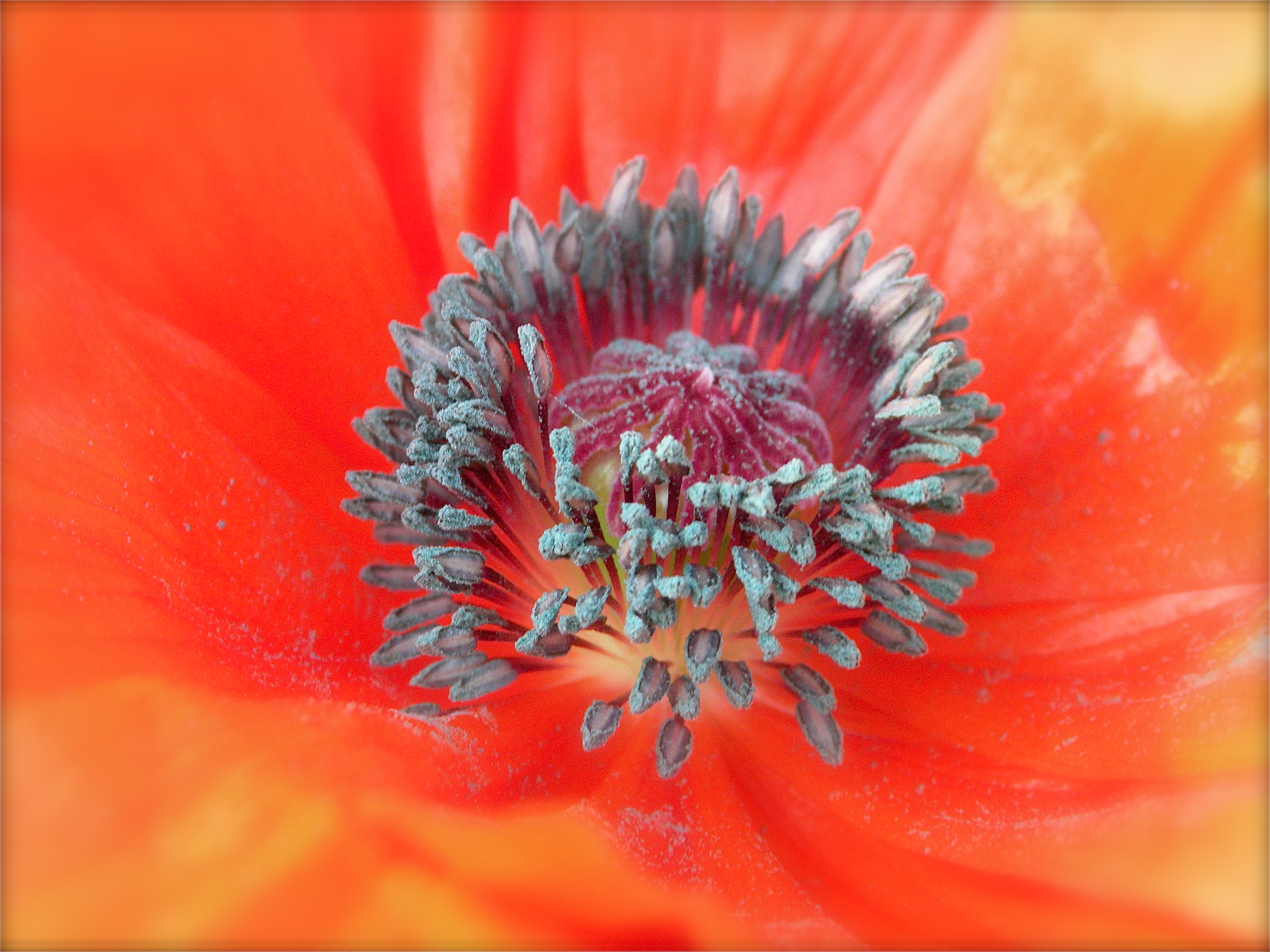 Orange Poppy, Bloom, Blossom, Closeup, Detail, HQ Photo