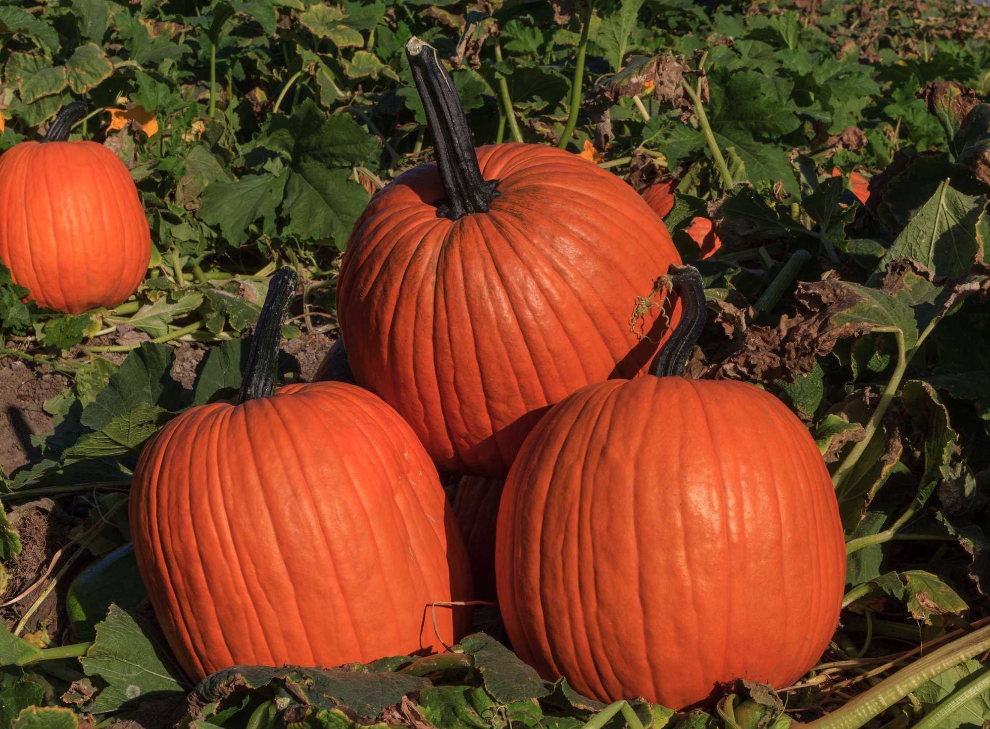 New Pumpkin Varieties from Outstanding Seed Co., LLC. - Growing Produce