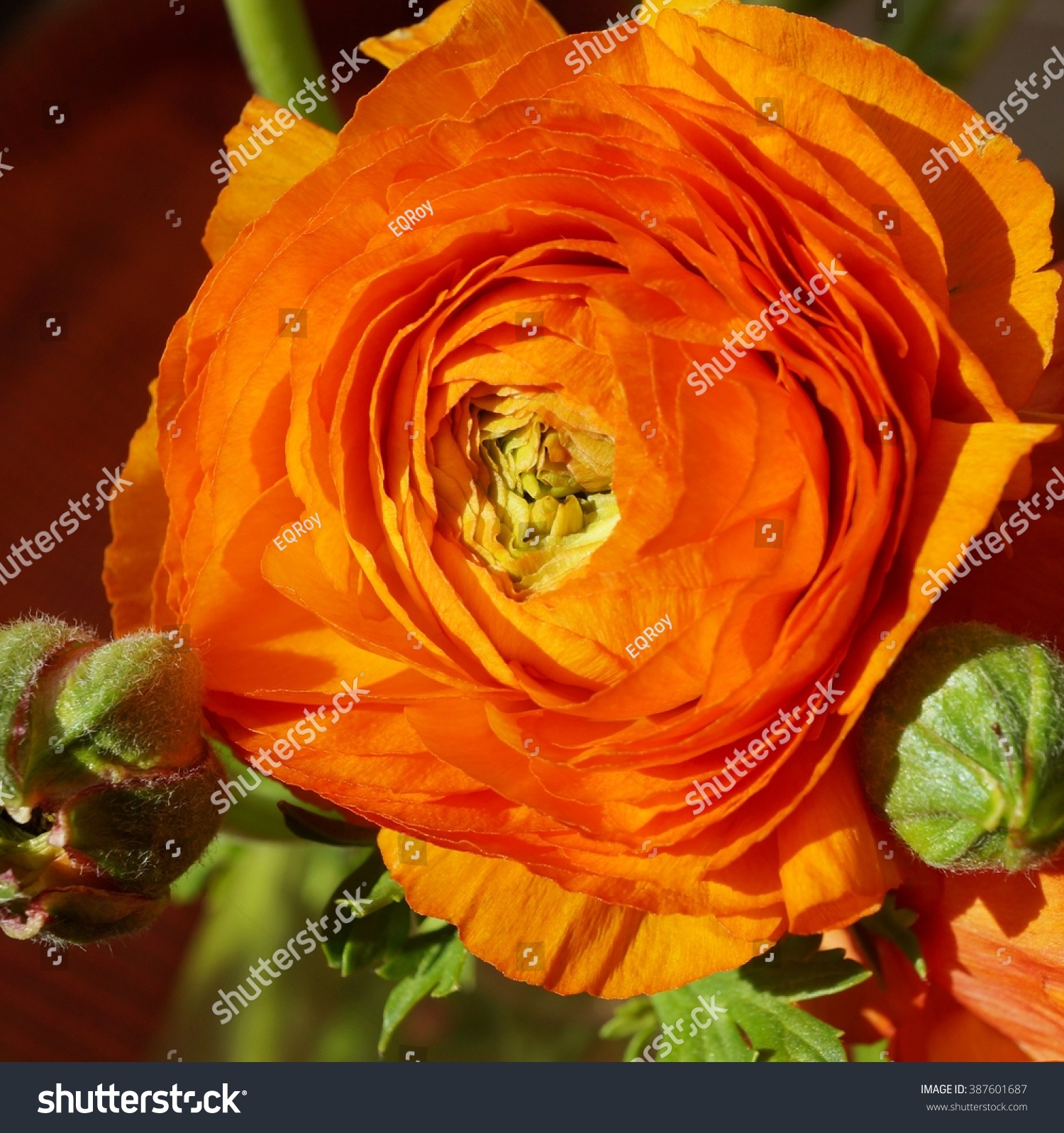 Orange Ranunculus Flower Bloom Spring Stock Photo (Safe to Use ...