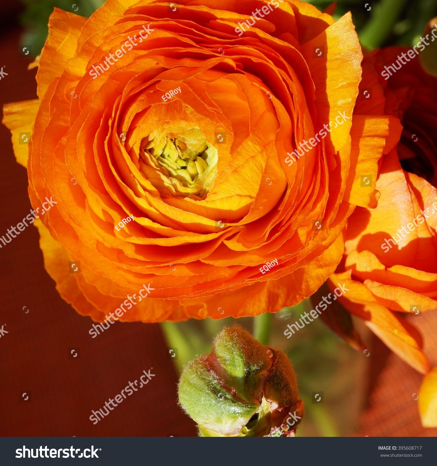 Orange Ranunculus Flower Bloom Spring Stock Photo 395608717 ...
