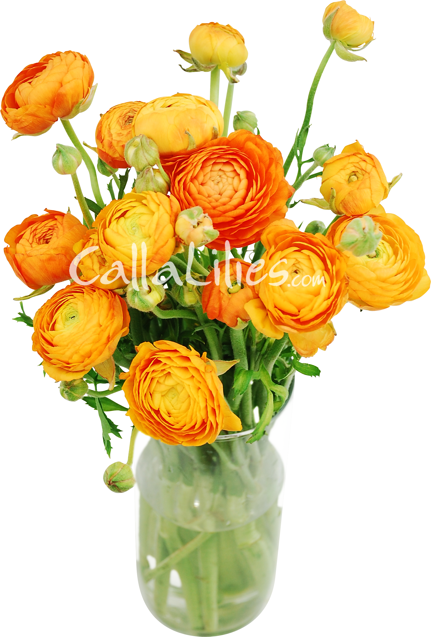 Orange Ranunculus - Ranunculus - Wedding Flowers