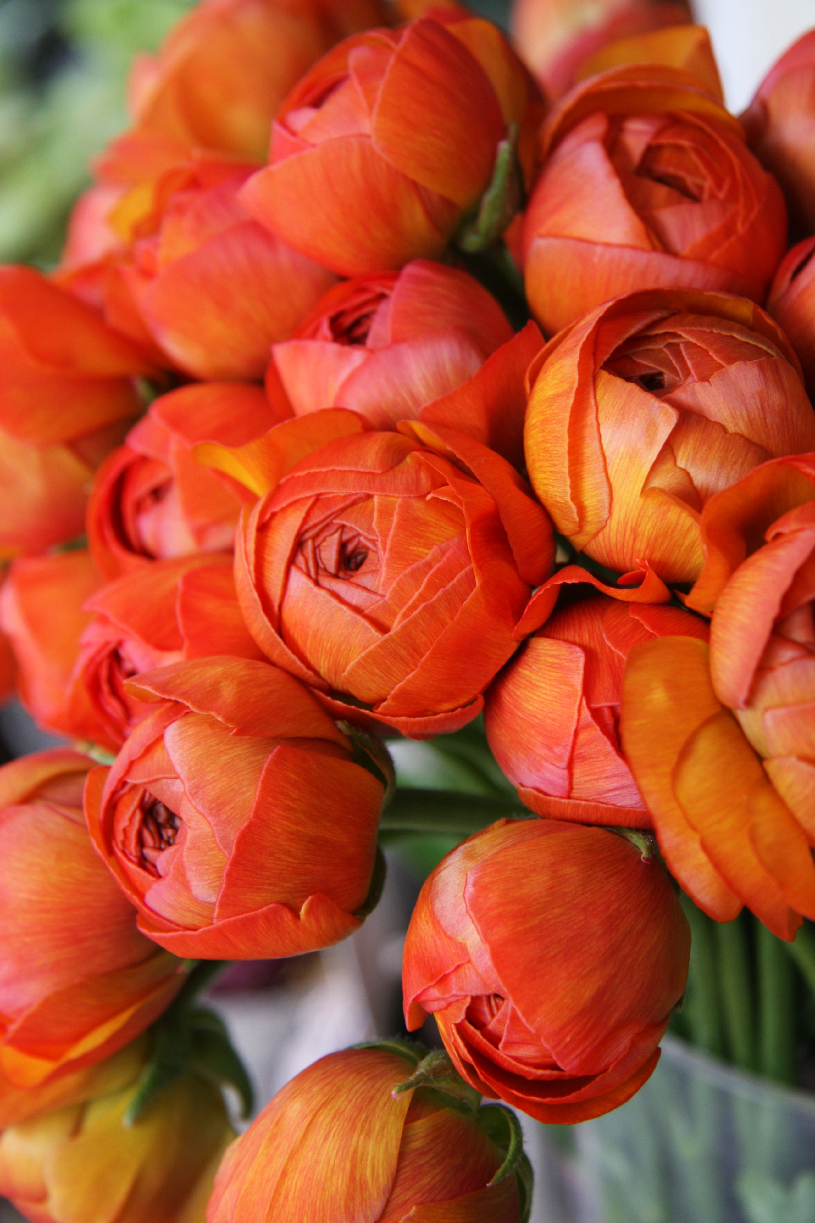 orange ranunculus | {flora} | Pinterest | Ranunculus, Flowers and Flower