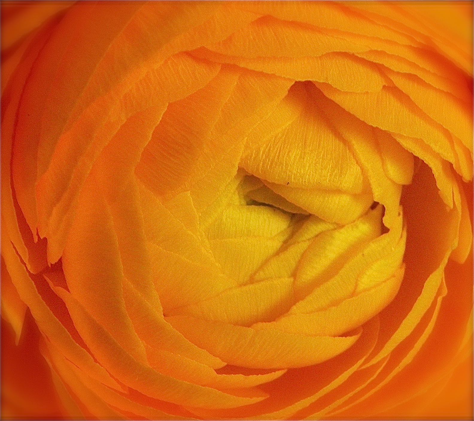 Orange Ranunculus, Close-up, Color, Flowers, Orange, HQ Photo