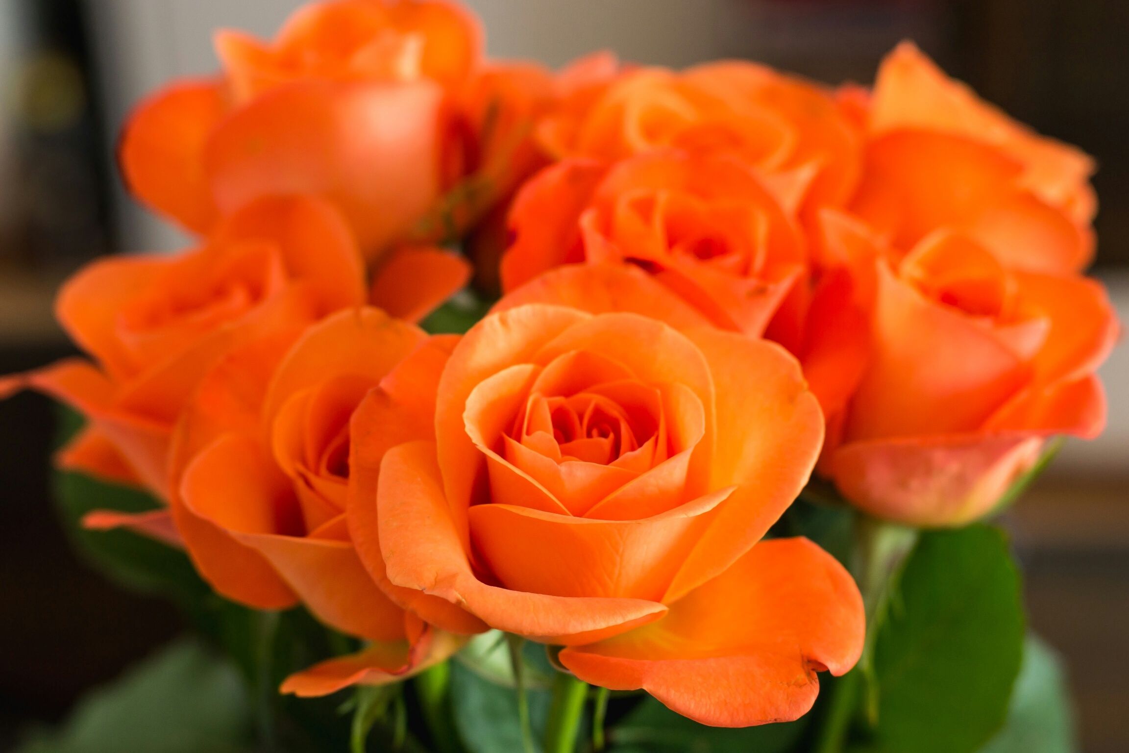 Types of Roses: Pictures Presenting a Variety of Colors