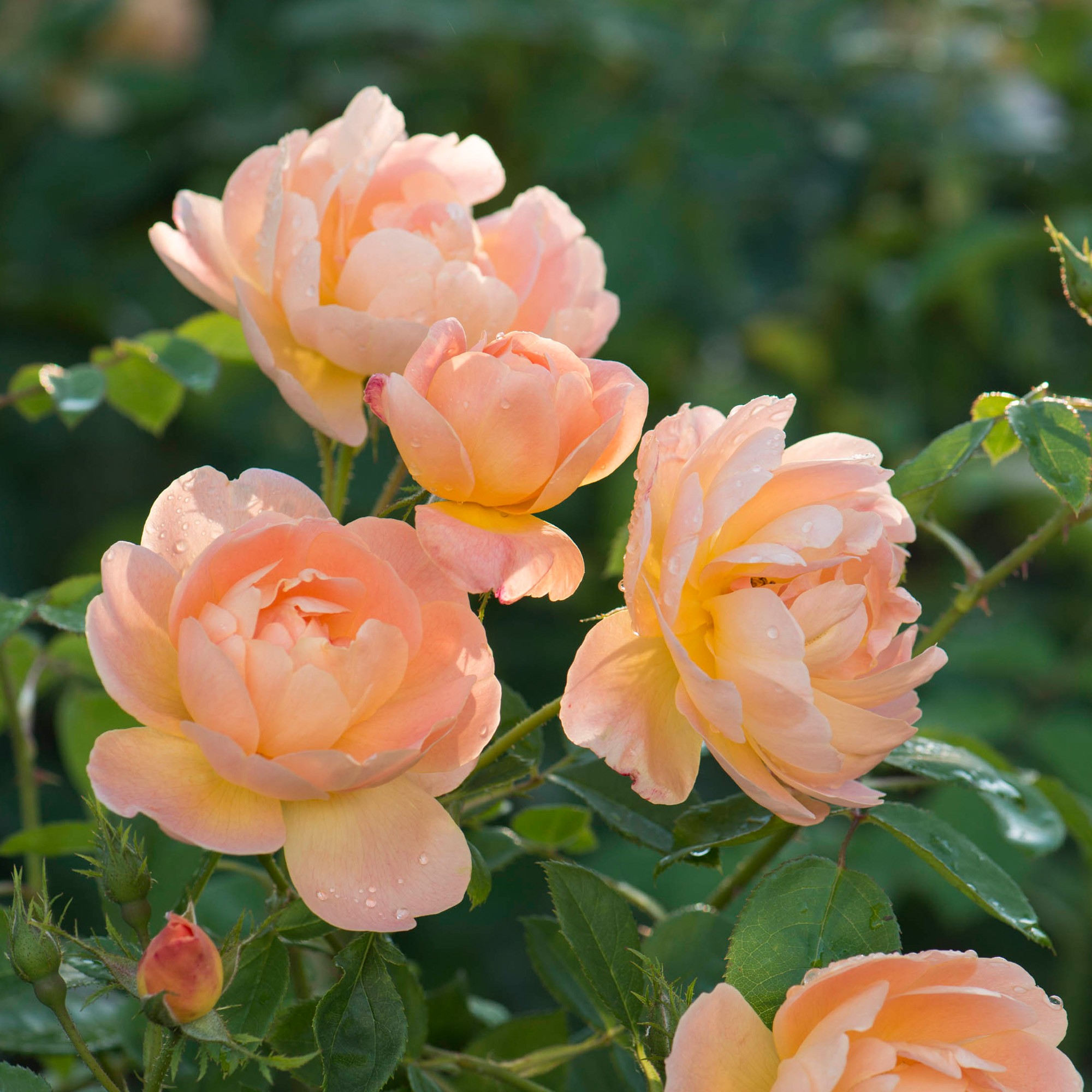 Orange rose photo