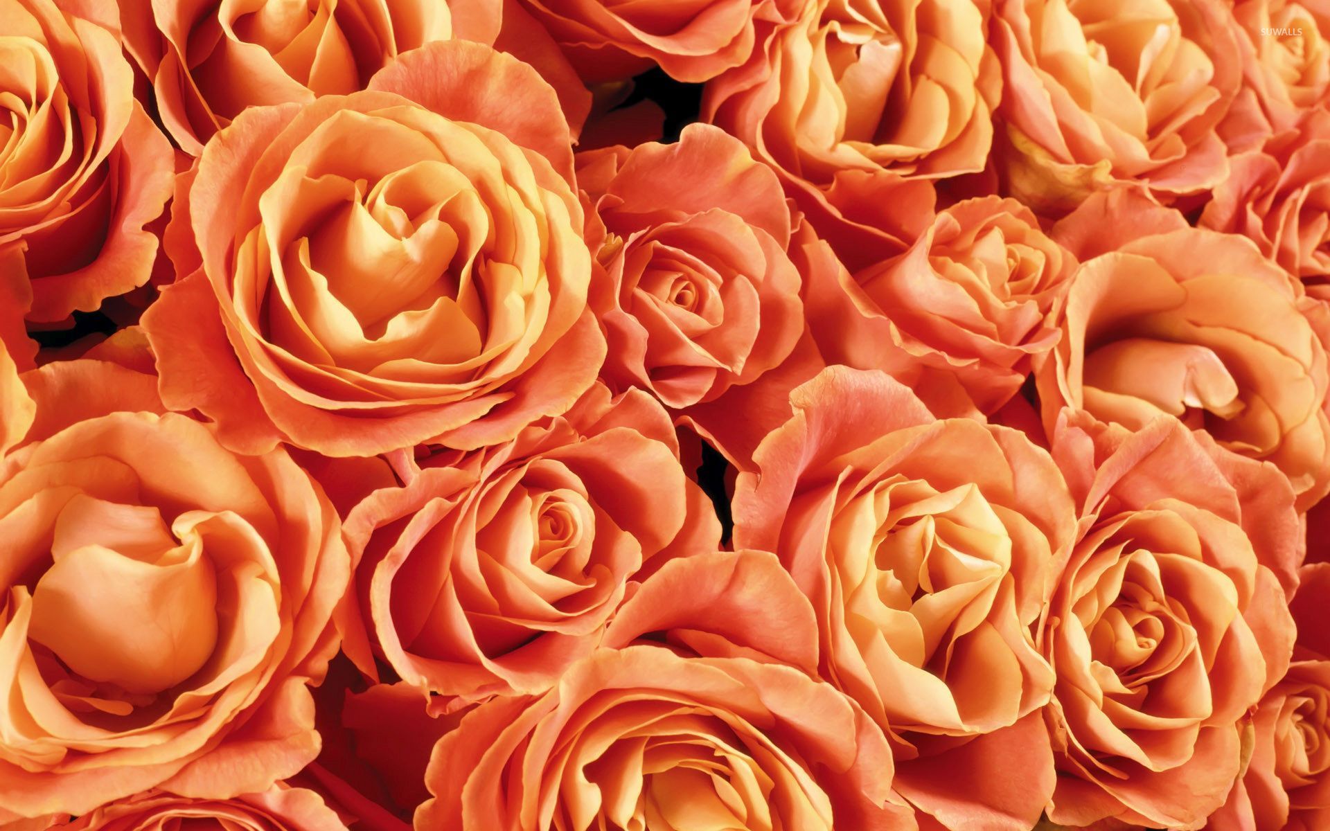 Orange roses wallpaper - Flower wallpapers - #53987